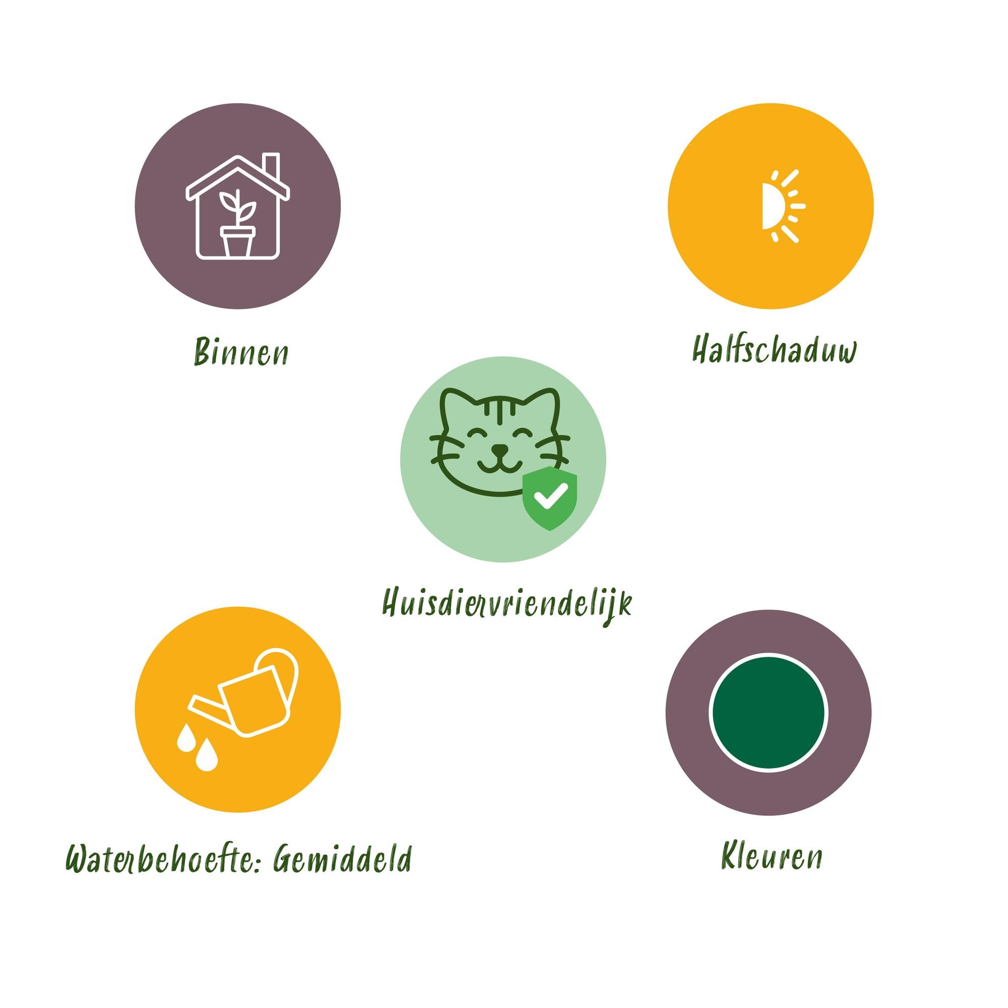 3er-Set Maranta Gebetspflanzen in edlem Weiß 🌿🐾 - ES+
