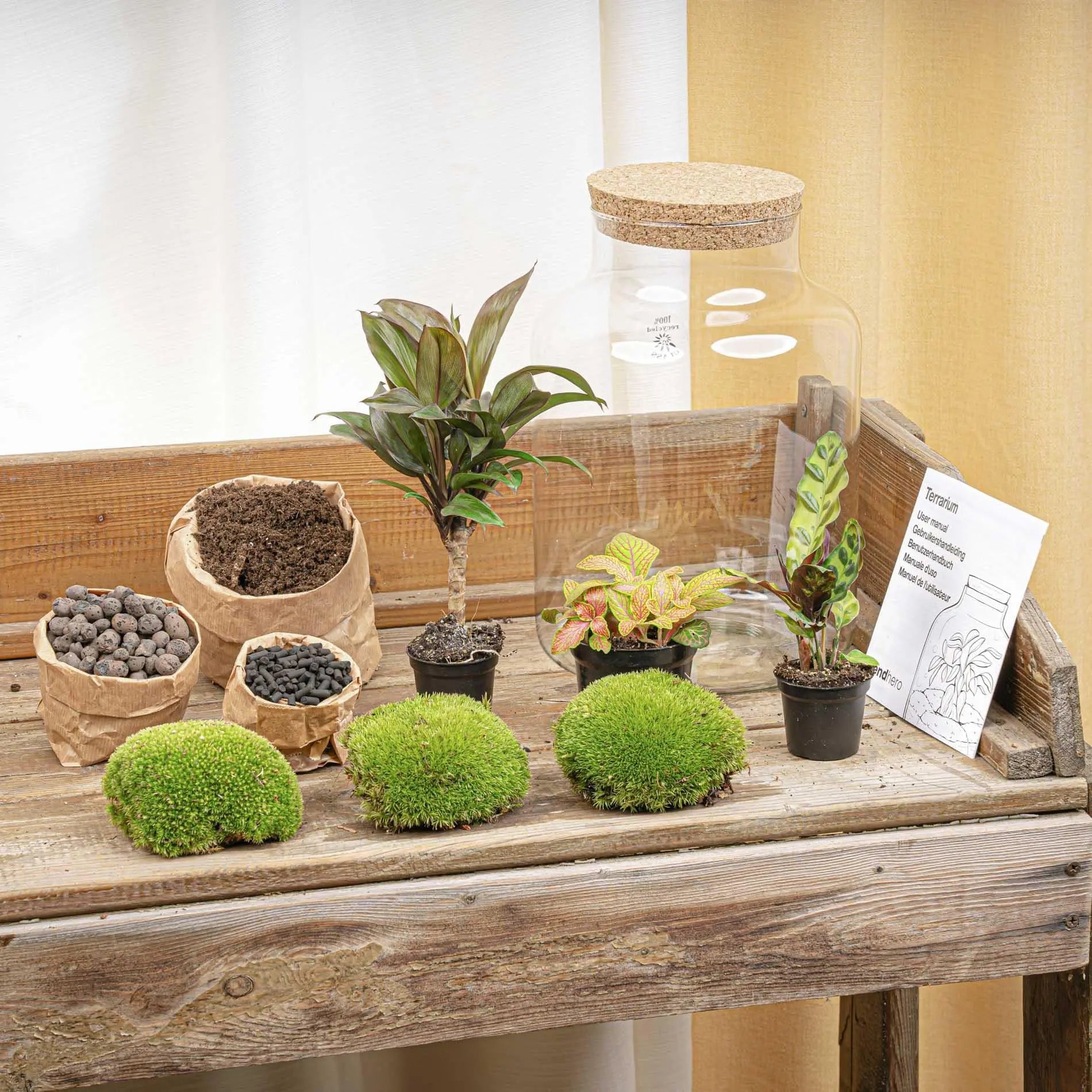 zimmerpflanzen terrarium DIY Pflanzen-Terrarium-Set mit LED-Licht