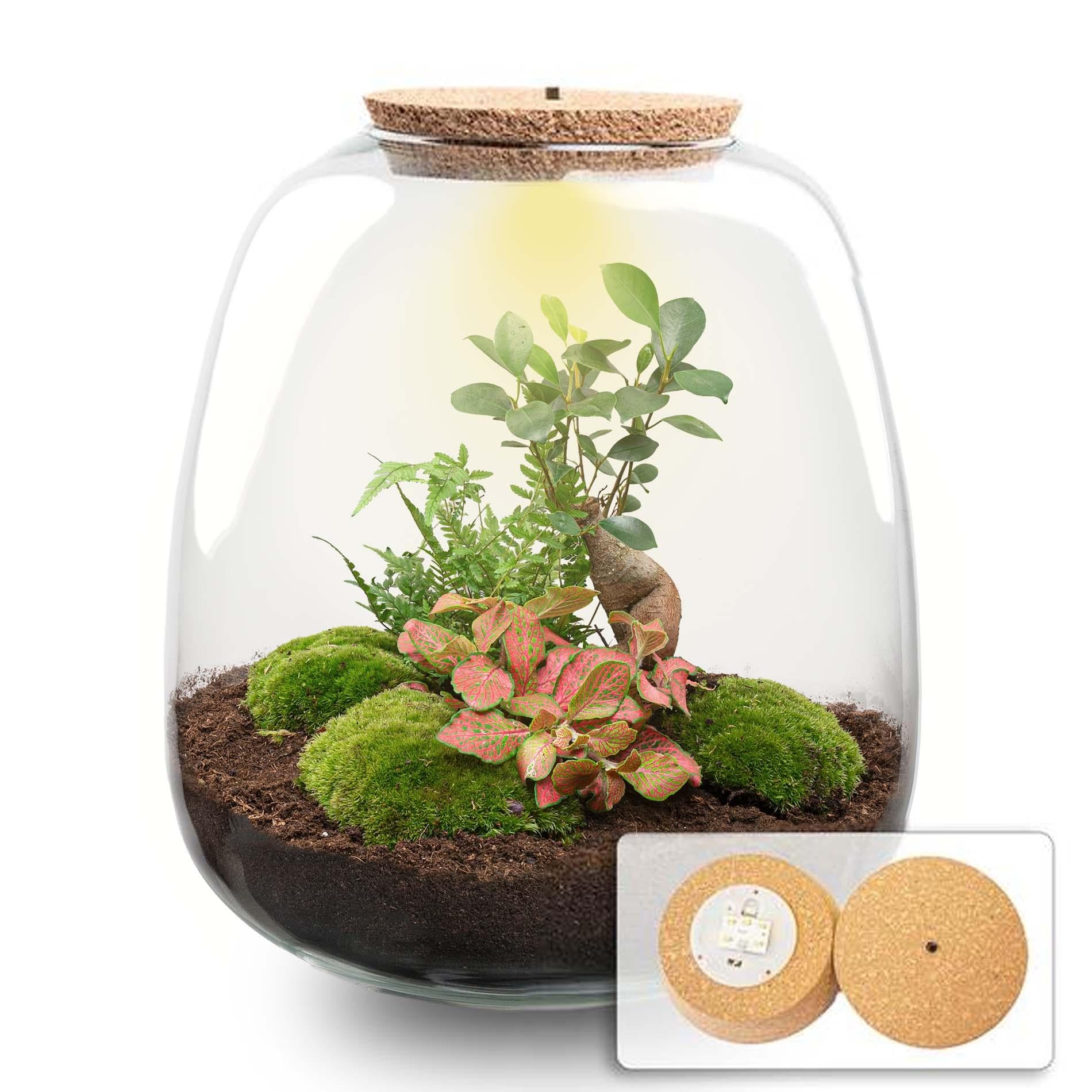 Pflanzen Terrarium DIY Kit 'Emma Bonsai Red' – Dein autarkes Mini-Ökosystem mit LED-Licht  🌳💡 - ES+