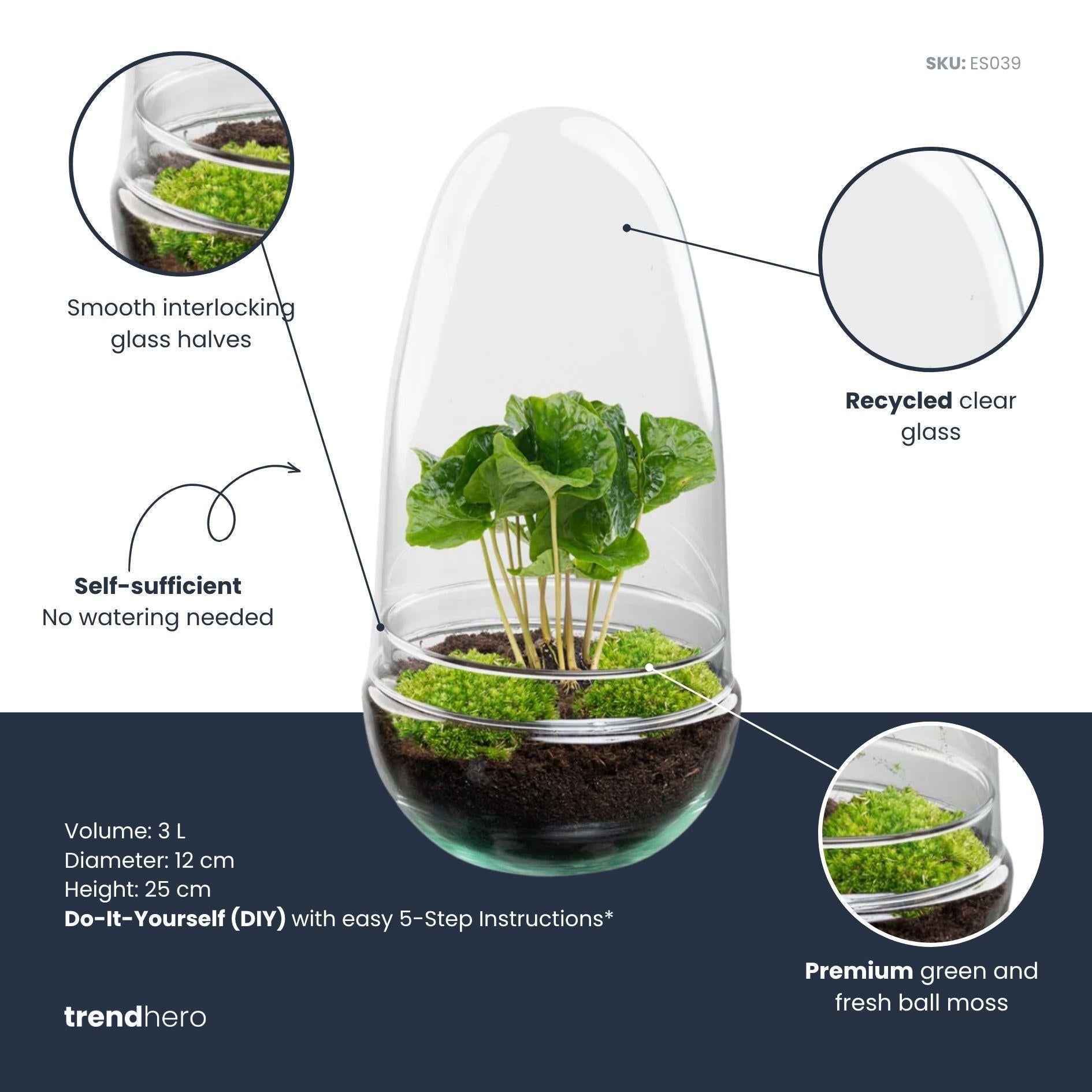 Flaschengarten DIY Set 'Egg' – Autarkes Mini-Biotop mit Ficus Bonsai 🥚🌳 - ES+
