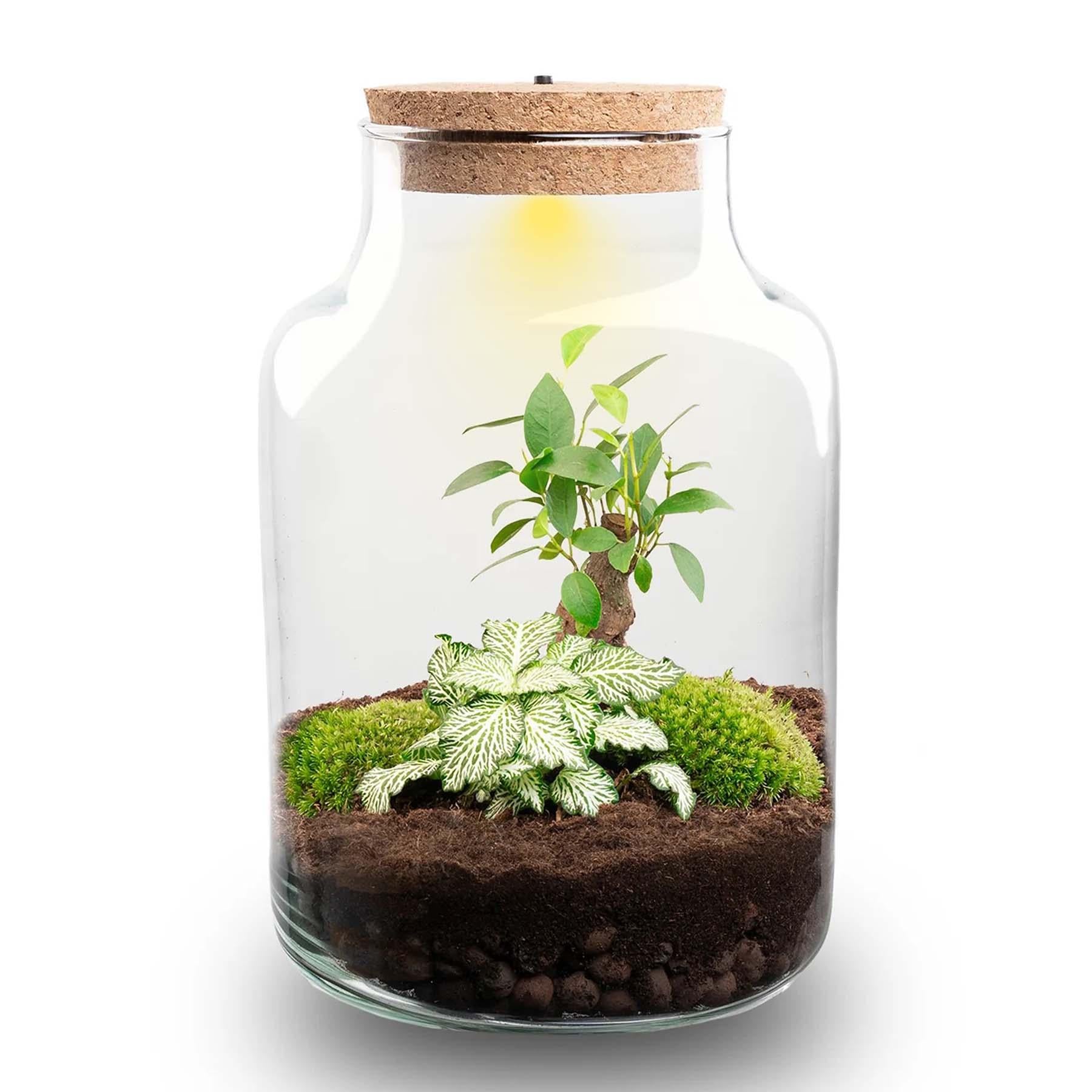 DIY Pflanzen-Terrarium Set mit LED-Licht | Little Milky Bonsai – Sorgenfreies Grün im Glas 🌿💡 - ES+