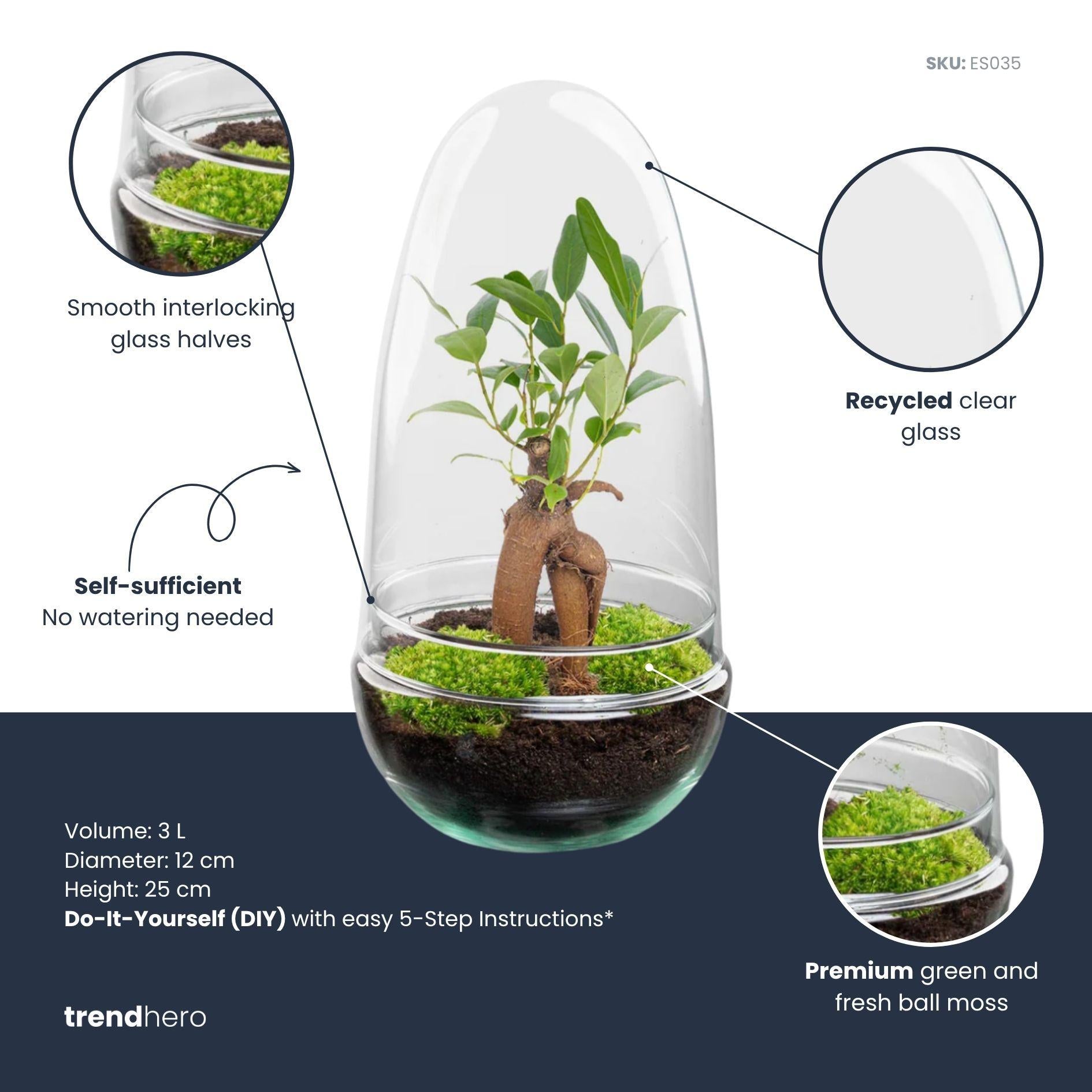 Flaschengarten DIY Set 'Egg Bonsai' – Ihr autarkes Mini-Biotop mit Ficus Ginseng  🥚🌳 - ES+