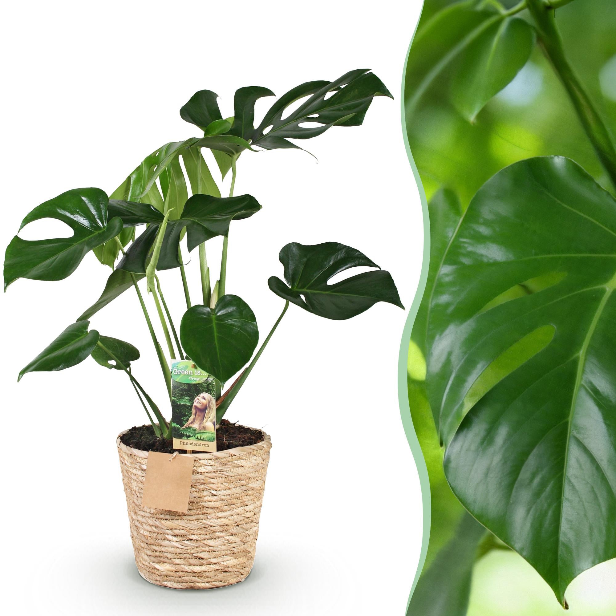 Green boutiQ | Monstera Deliciosa (Lochpflanze) im Korb – Pflegeleichtes Dschungel-Feeling 🌿💚 - ES+
