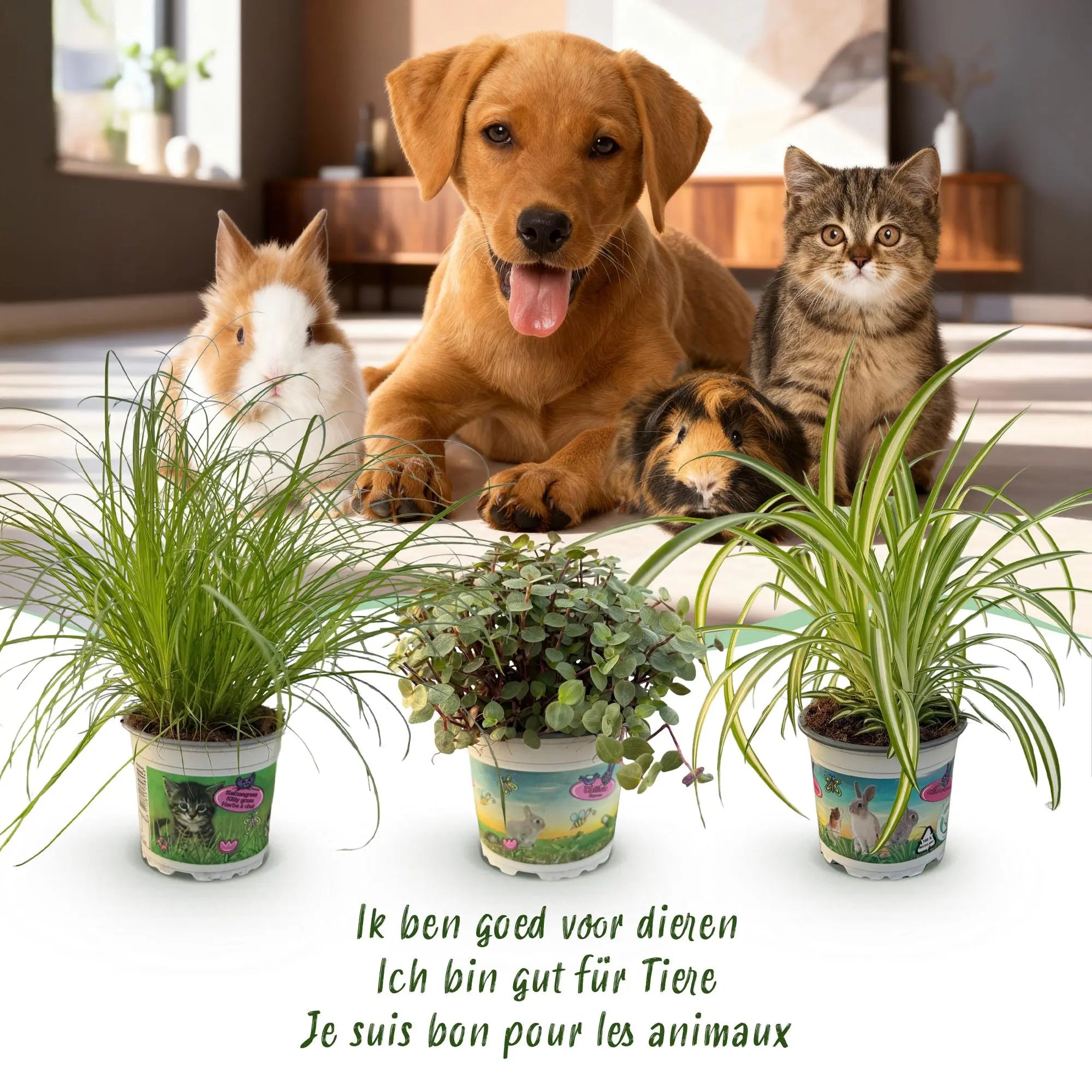 Mix (3er Set) – Haustierfreundliches Grün im weißen Potter 🐾💚 - ES+ Everspring