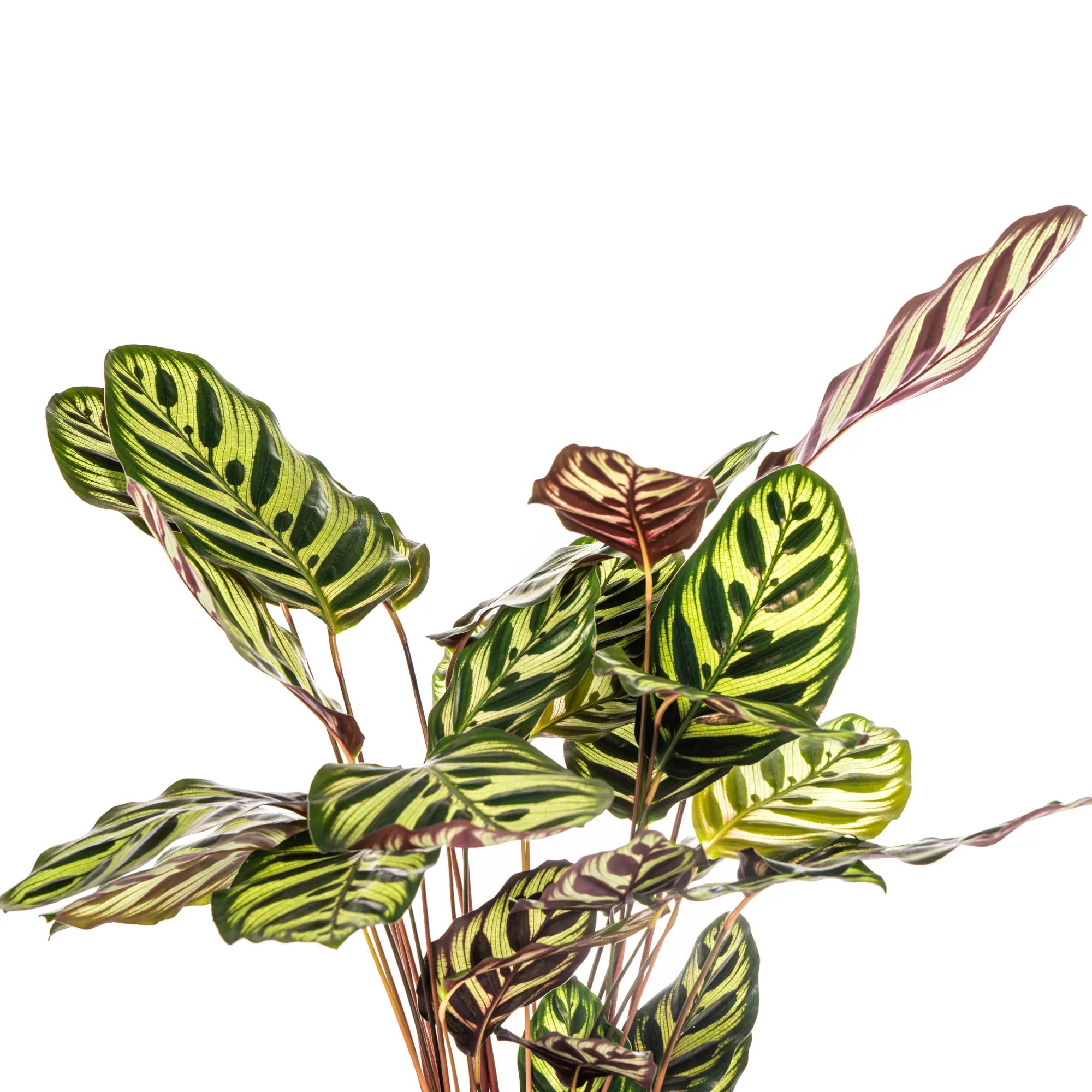Calathea Makoyana (Pfauenpflanze) – Das lebendige Kunstwerk für Ihr Zuhause 🌿💖 (Ø17cm | ↕40 – 50cm) - ES+ Everspring