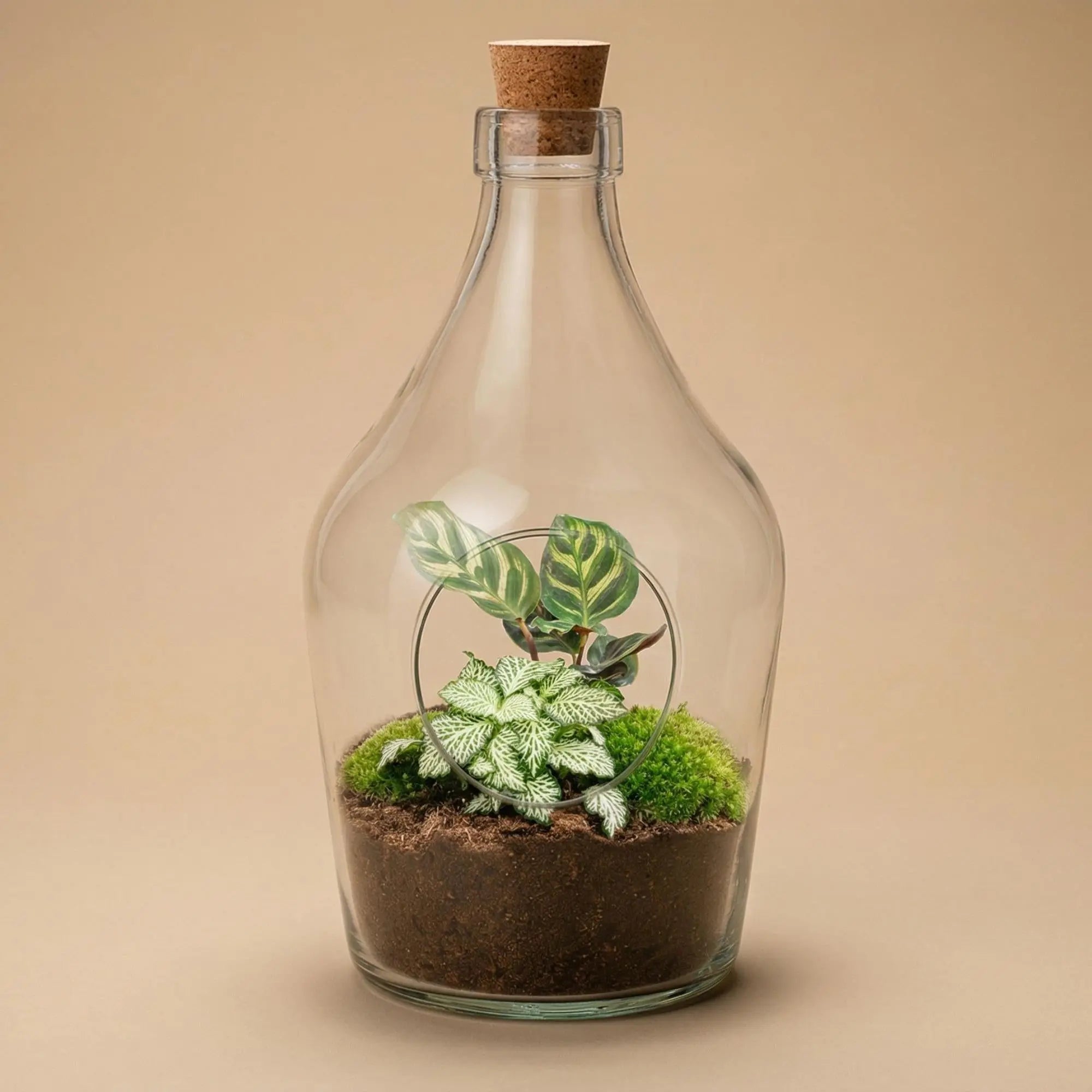 Offenes Terrarium Joss | Calathea Makoyana &amp; Fittonia – Lebendiger Blickfang mit Moos 🌿✨ (30 cm) - ES+ Everspring