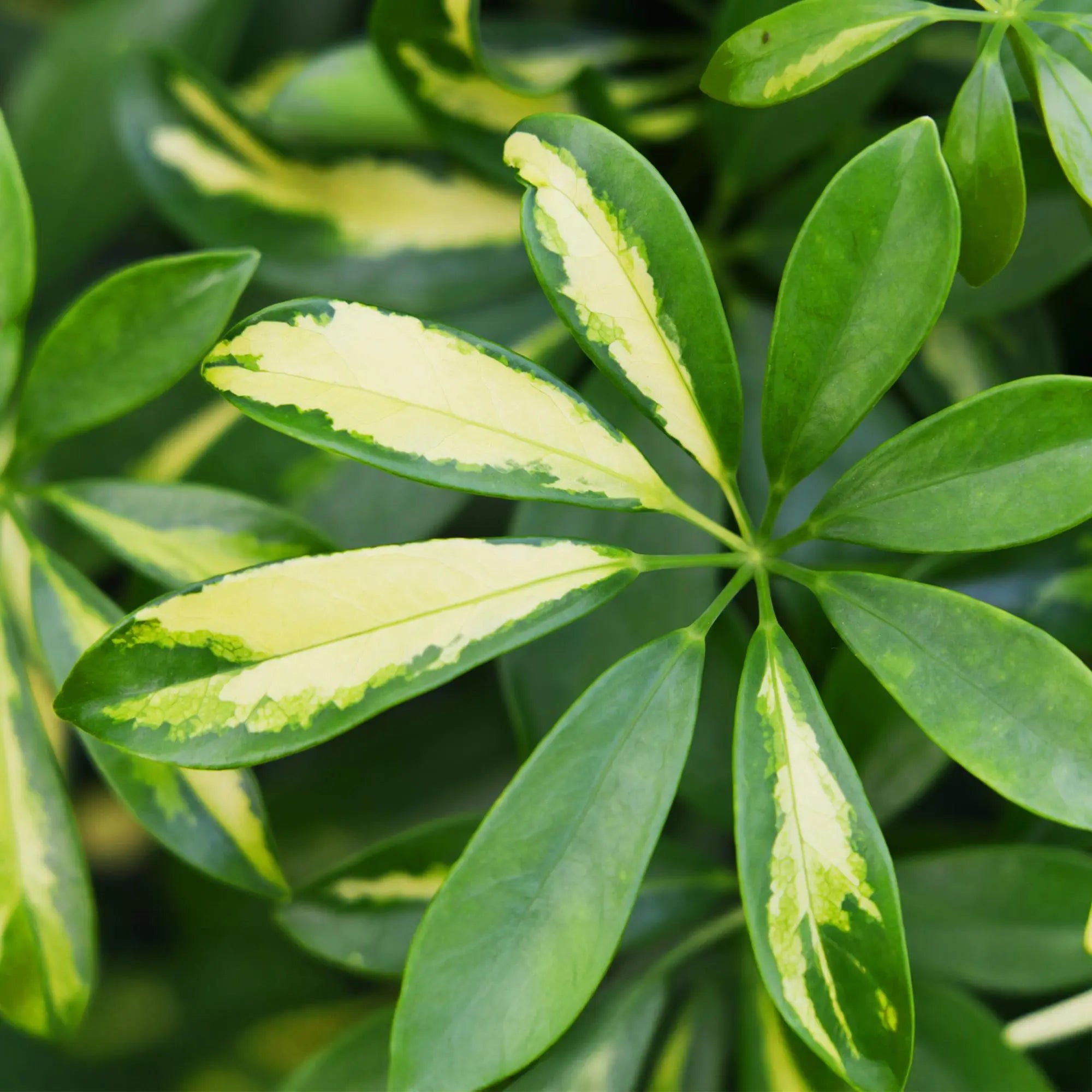 Green boutiQ | Schefflera Gold Capelle (Fingerbaum) im Weißen Topf – 70–81 cm Höhe 🌟 - ES+ Everspring