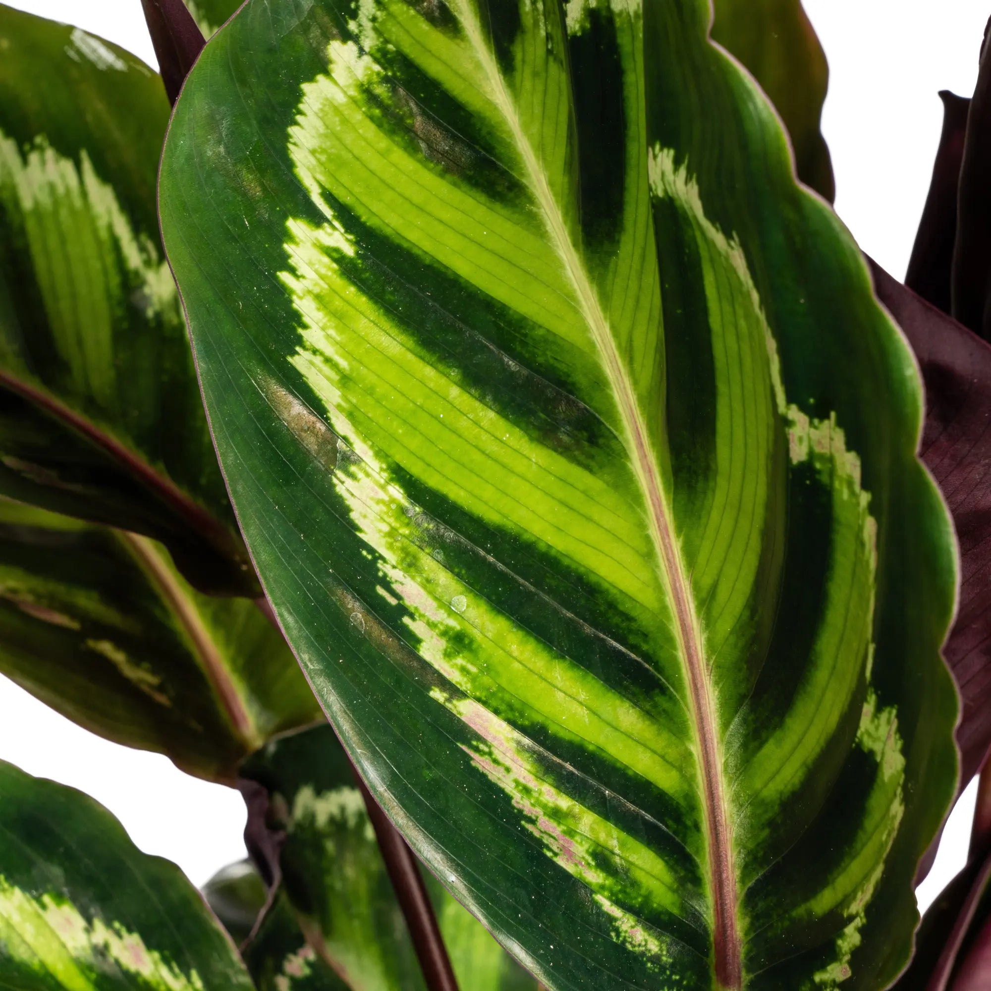Calathea Roseopicta – Das lebendige Kunstwerk mit Pinken Akzenten 🌿💖 (Ø17cm | ↕40-50cm) - ES+ Everspring