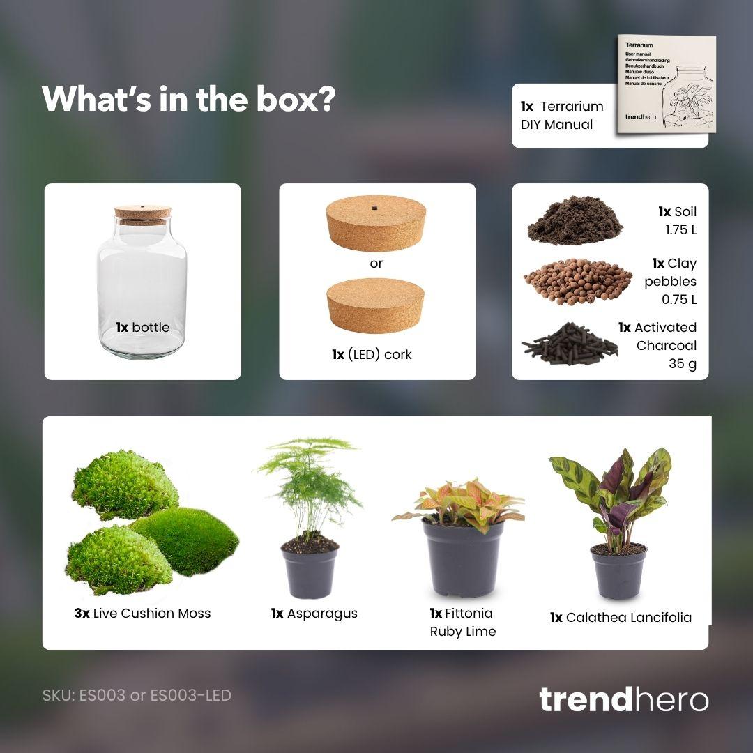 Autarkes Mini-Ökosystem: DIY Flaschengarten-Set „Milky“ (Ohne Werkzeug) 🌿✨ - ES+