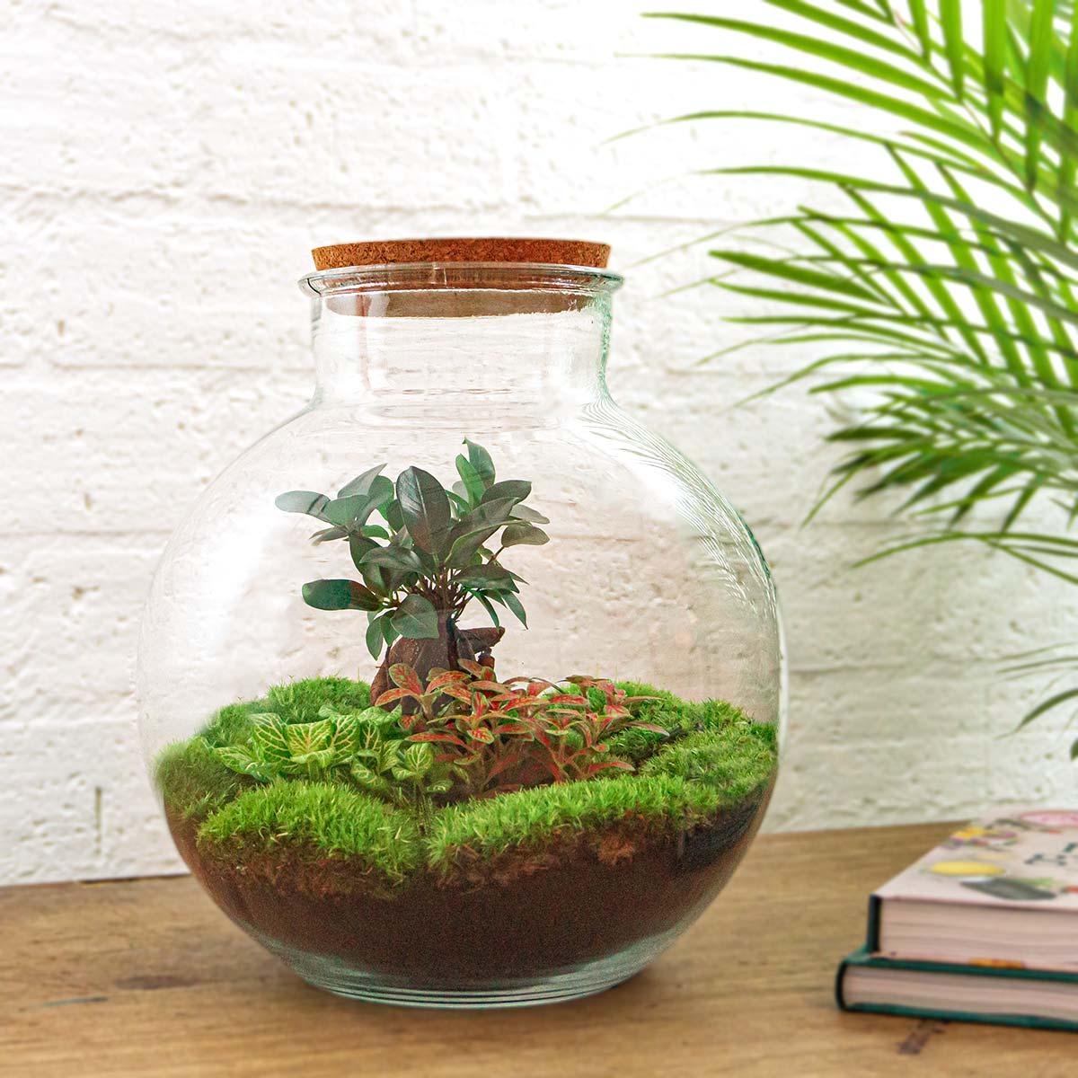 Flaschengarten DIY Set 'Bolder Bob Bonsai' – Ihr autarkes Mini-Ökosystem zum Selbermachen 🌳✨ - ES+