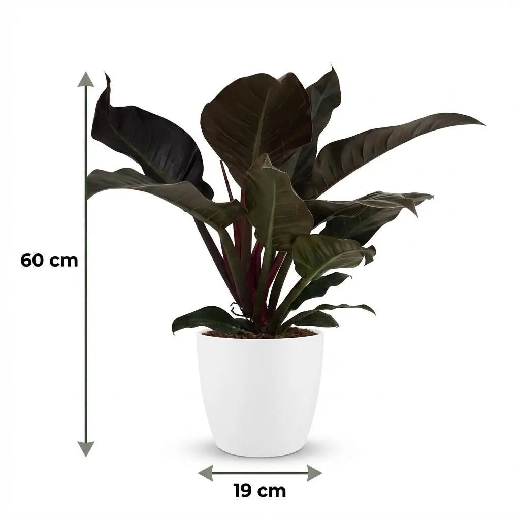 Green boutiQ | Philodendron Imperial Red im Weißen Ziertopf – Luxus & Luftreinigung 🌿❤️ - ES+ Everspring