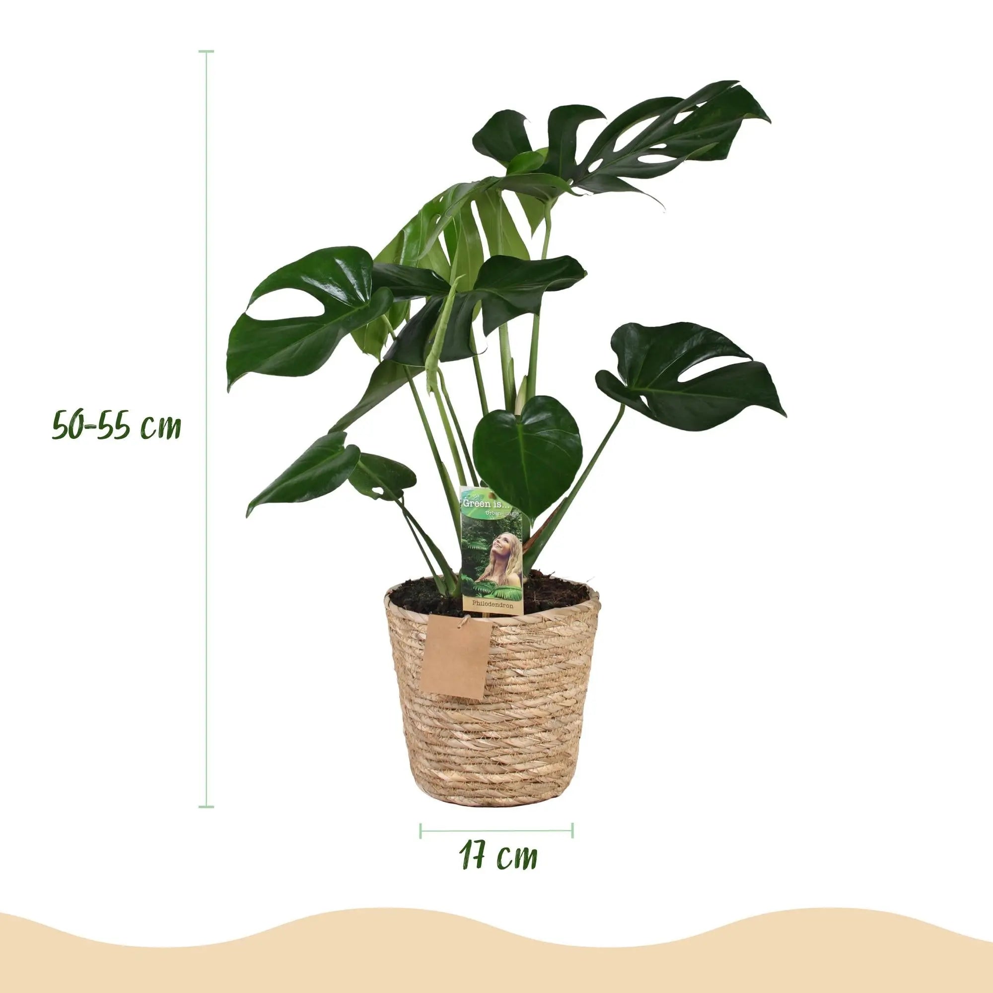 Green boutiQ | Monstera Deliciosa (Lochpflanze) im Korb – Pflegeleichtes Dschungel-Feeling 🌿💚 - ES+ Everspring