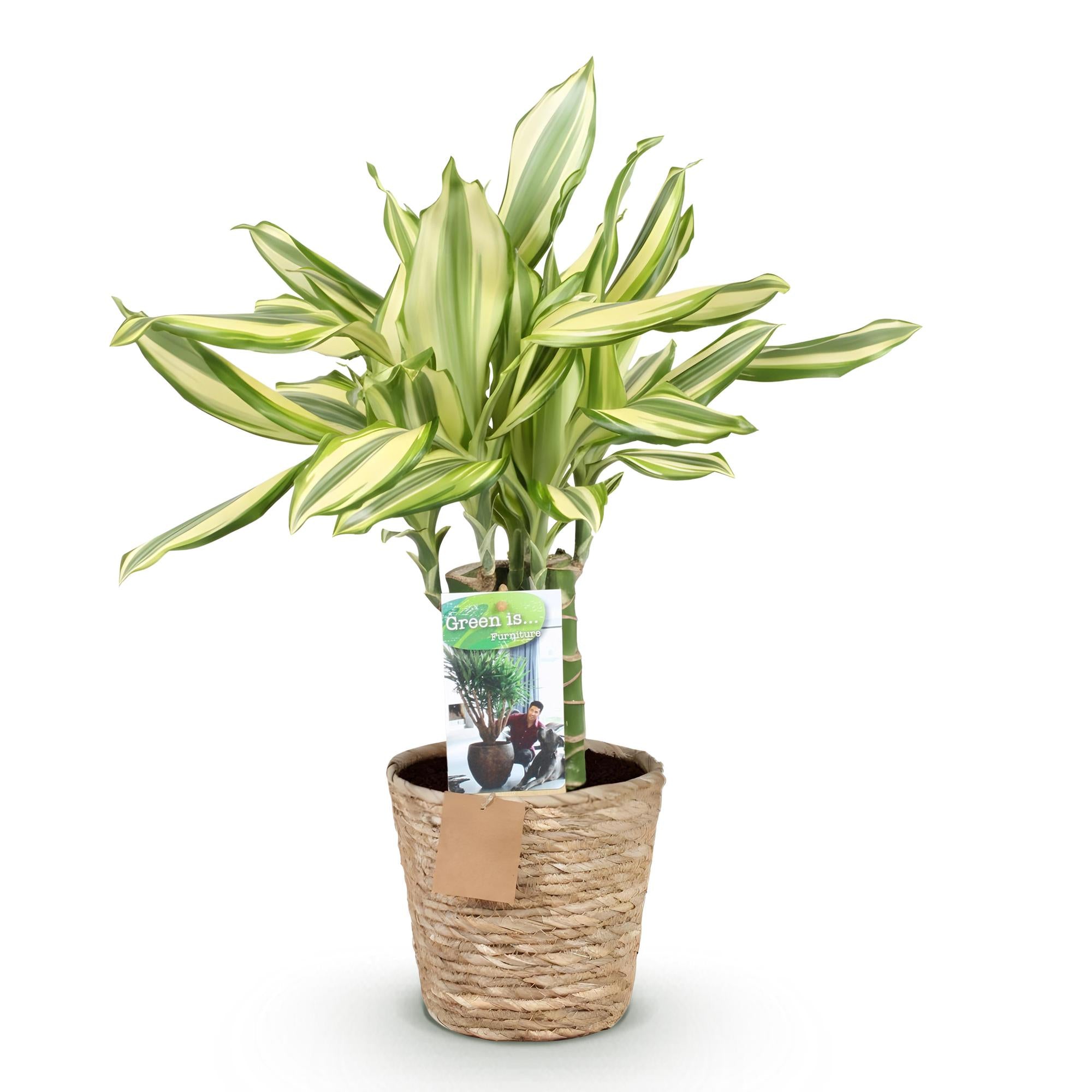 Green boutiQ | Dracaena 'Diamond Dream' im Stil-Korb – Farbenfrohes Blätterwunder & Extrem Pflegeleicht 🐉💎 - ES+