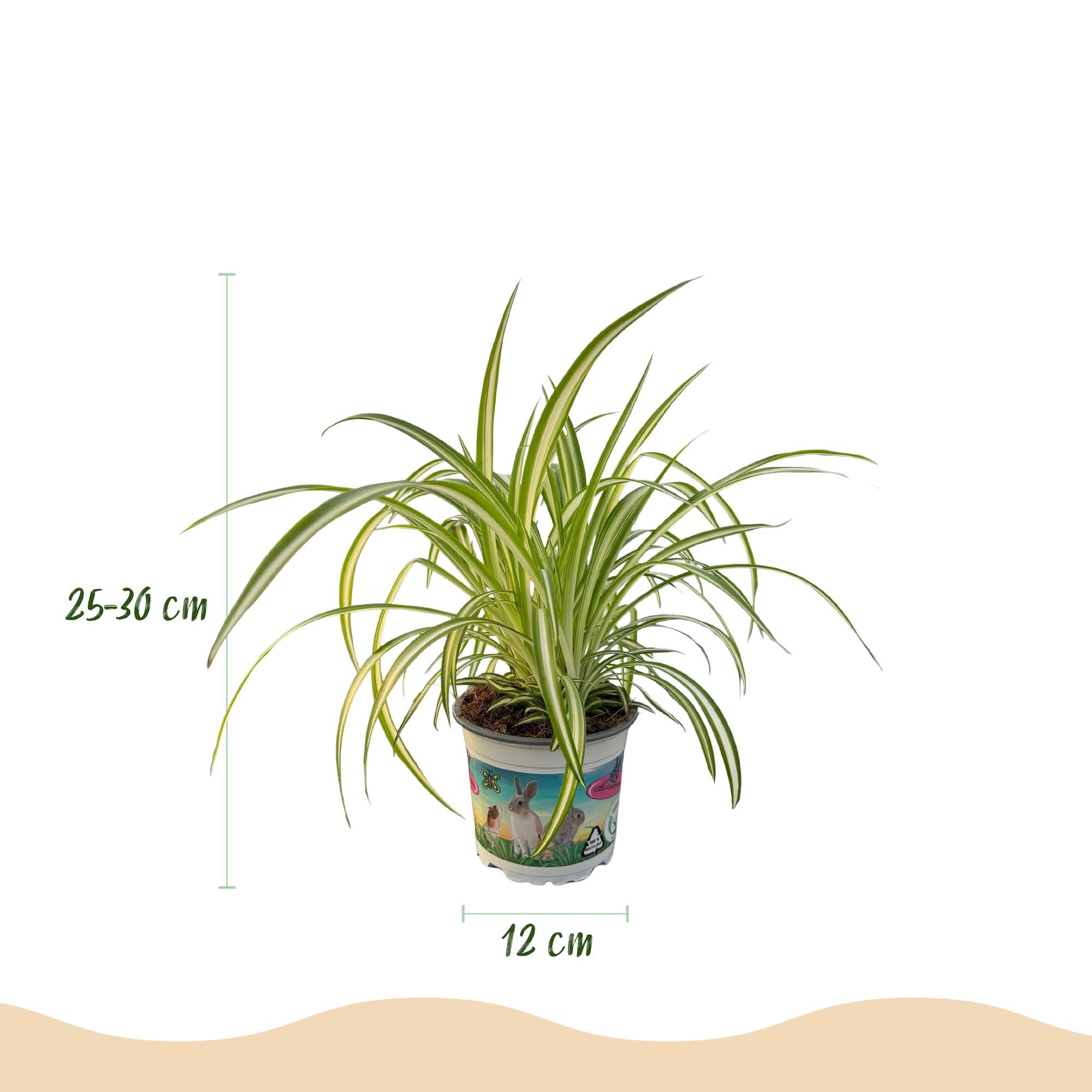 Chlorophytum comosum 'Variegatum' – die Bunte Graslilie 🌿🐾 - ES+