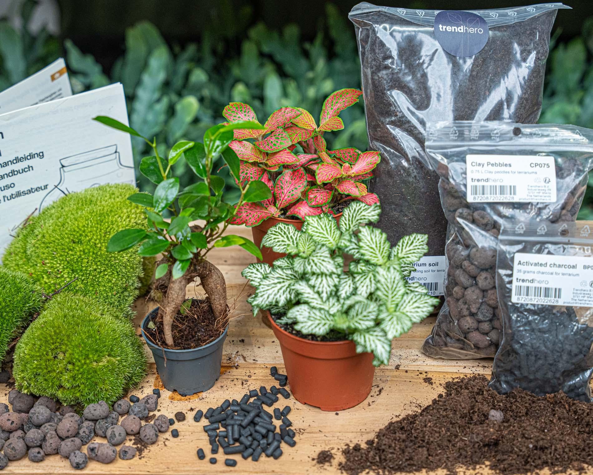 Neustart für Ihren Mini-Dschungel: Terrarium Nachfüll- & Starter-Set mit Ficus Ginseng Bonsai 🌱🎁 - ES+