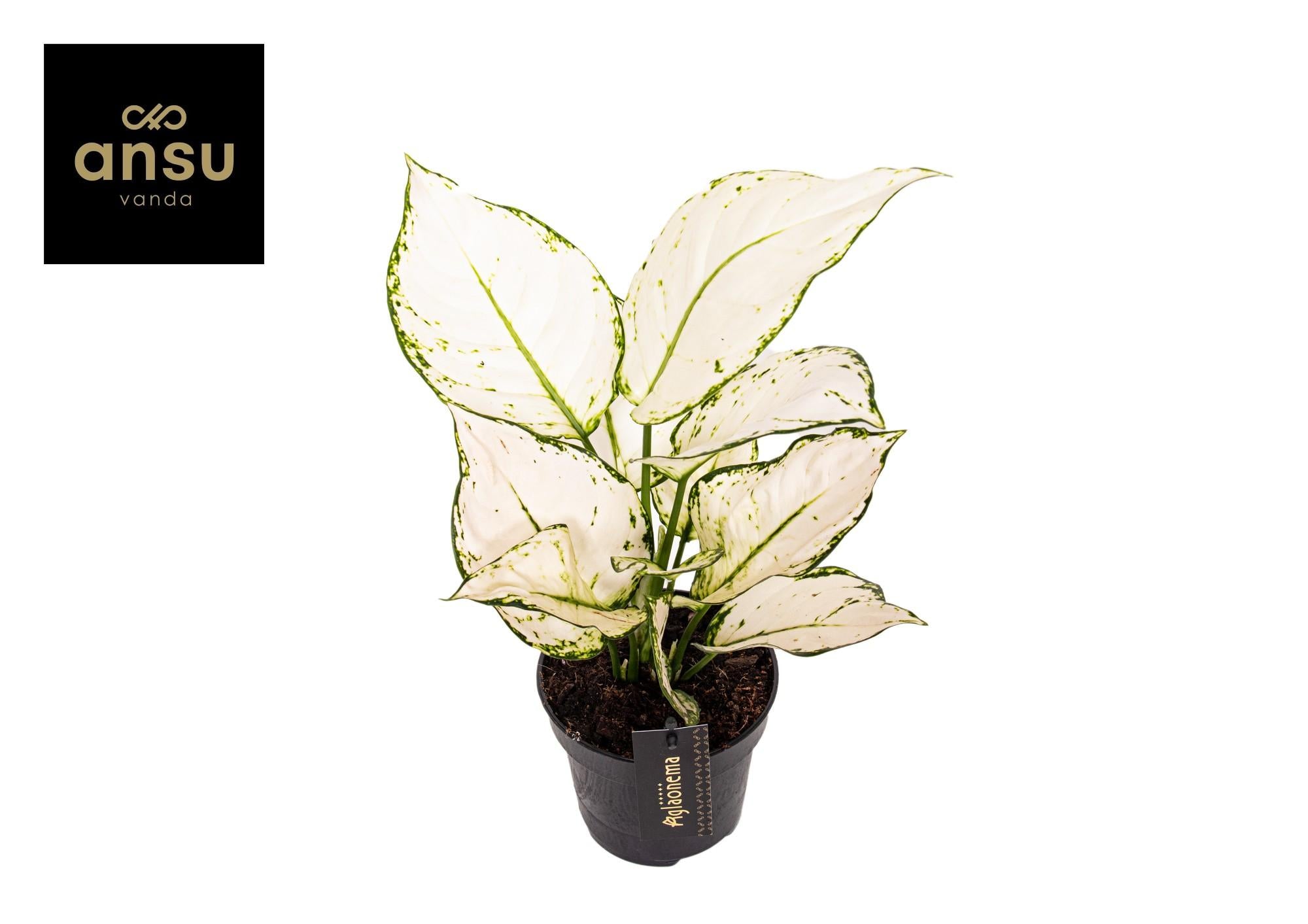 Edle Erscheinung mit Wow-Effekt: Aglaonema 'White Joy' – Die pflegeleichte Schön-Blatt-Pflanze ⚪🌿 - ES+