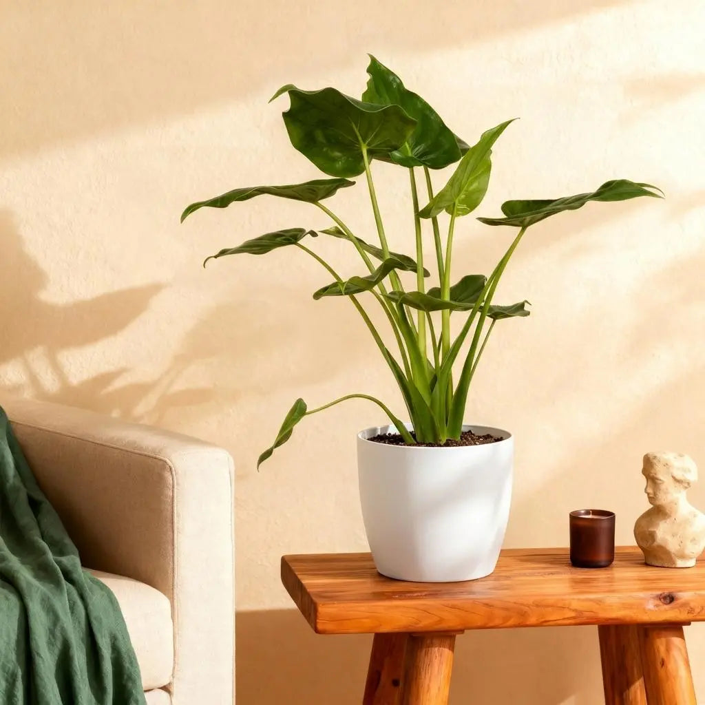 Green boutiQ | Alocasia Cucullata (Buddha-Hand) im Weißen Topf – Eleganz & Wenig Pflege 🌿🤍 - ES+ Everspring