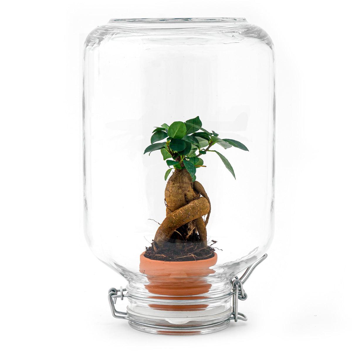 Die Revolution der Zimmerpflanzen: Easyplant Jar mit Ficus Ginseng Bonsai – Einmal gießen, ewig freuen! 🌳 - ES+