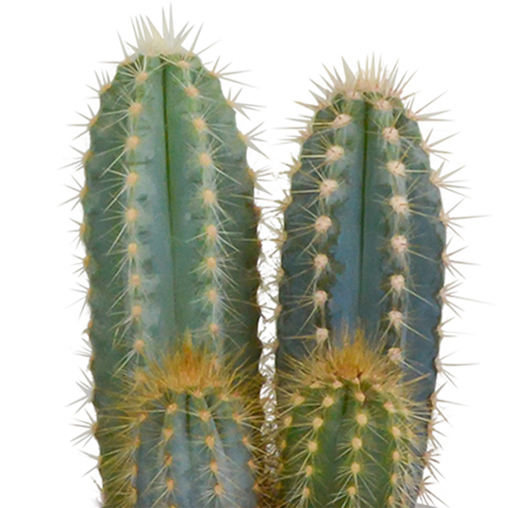 Klassisches Kakteen Trio (3er Set) im Weißen Keramiktopf – Pflegeleichter Deko-Klassiker 🌵🤍 - ES+ Everspring