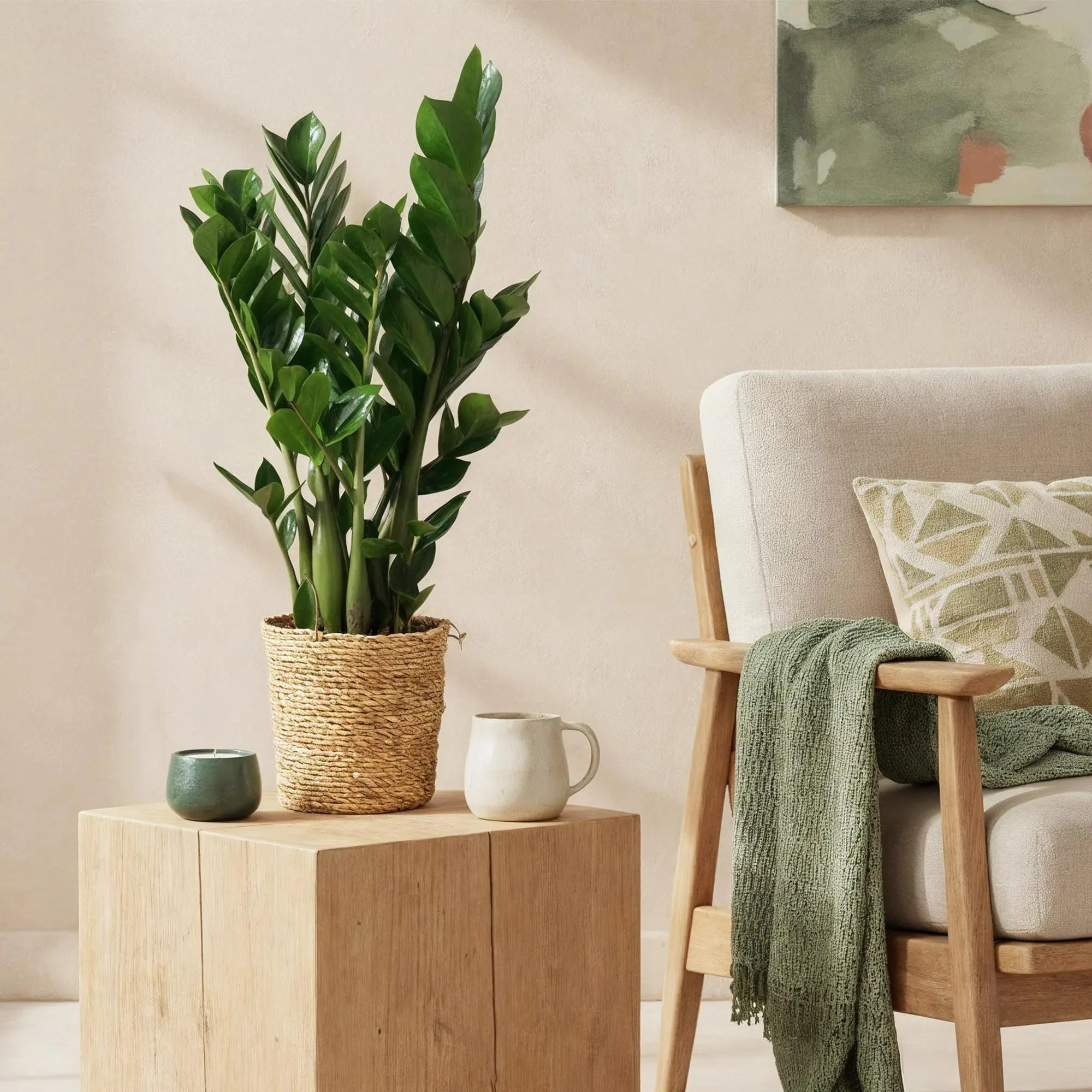 Green boutiQ | Zamioculcas (ZZ-Pflanze) im Style-Korb – Die Ultimative Pflegeleichte Zimmerpflanze 🌱💚 - ES+ Everspring