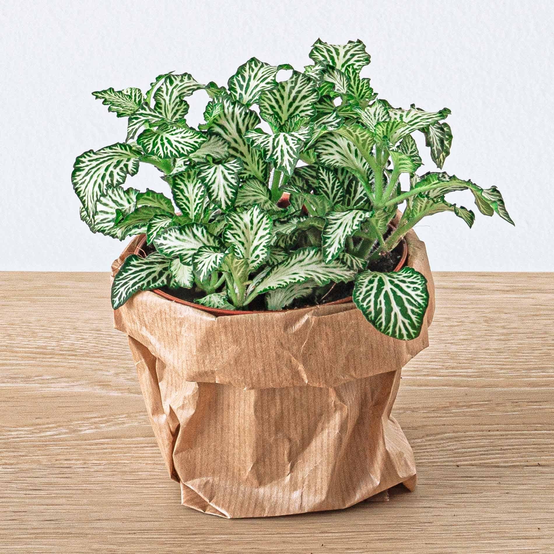 Neustart für Ihren Mini-Dschungel: Terrarium Nachfüll- & Starter-Set mit Ficus Ginseng Bonsai 🌱🎁 - ES+