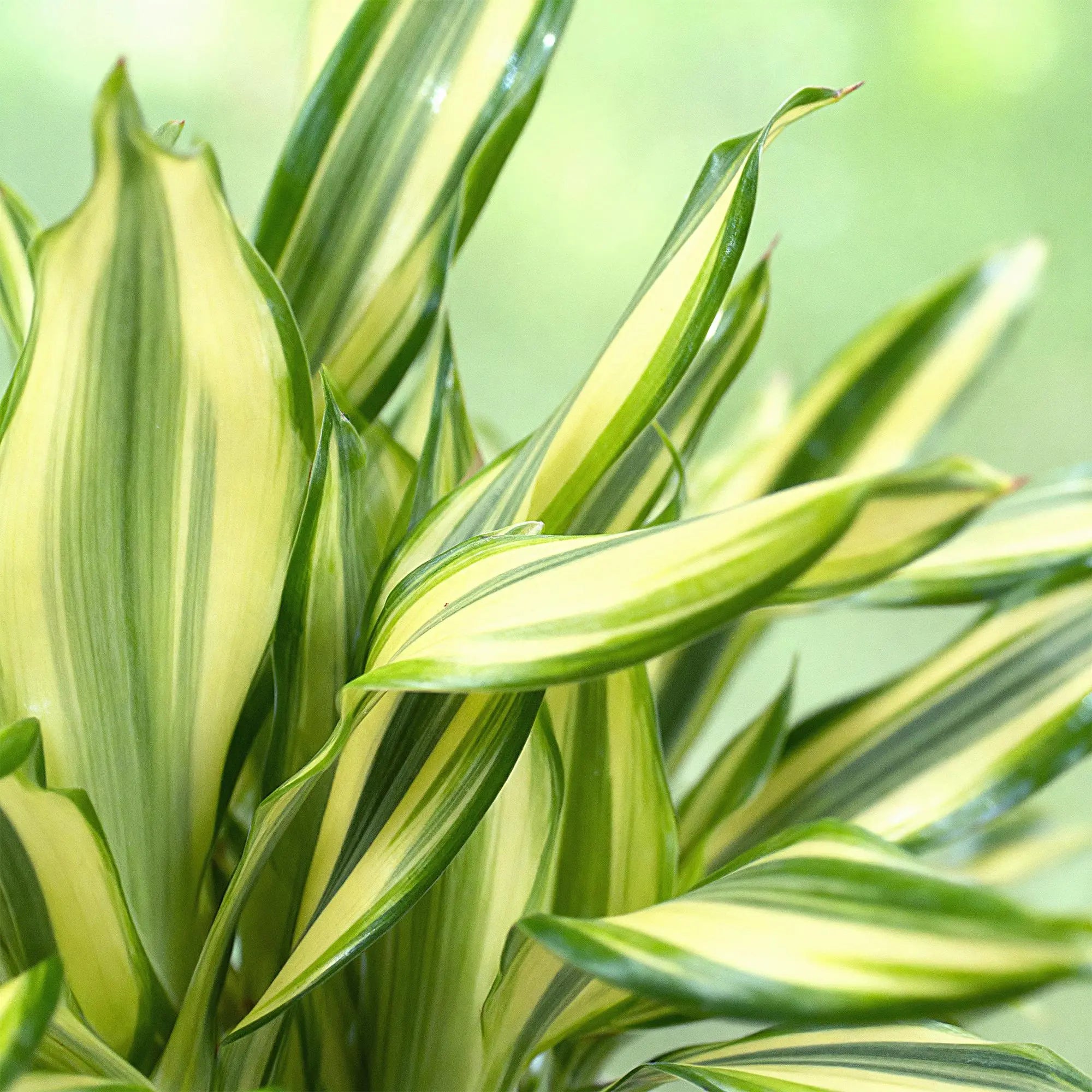 Green boutiQ | Dracaena 'Diamond Dream' im Stil-Korb – Farbenfrohes Blätterwunder & Extrem Pflegeleicht 🐉💎 - ES+ Everspring