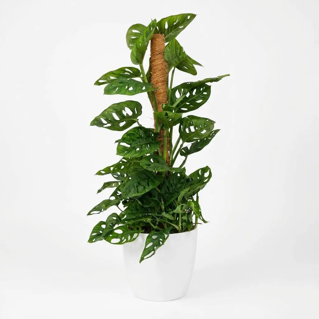 Green boutiQ | XXL Monkey Mask (Monstera Adansonii) am Moosstab – 90 cm Höhe 🌿🐒 - ES+ Everspring