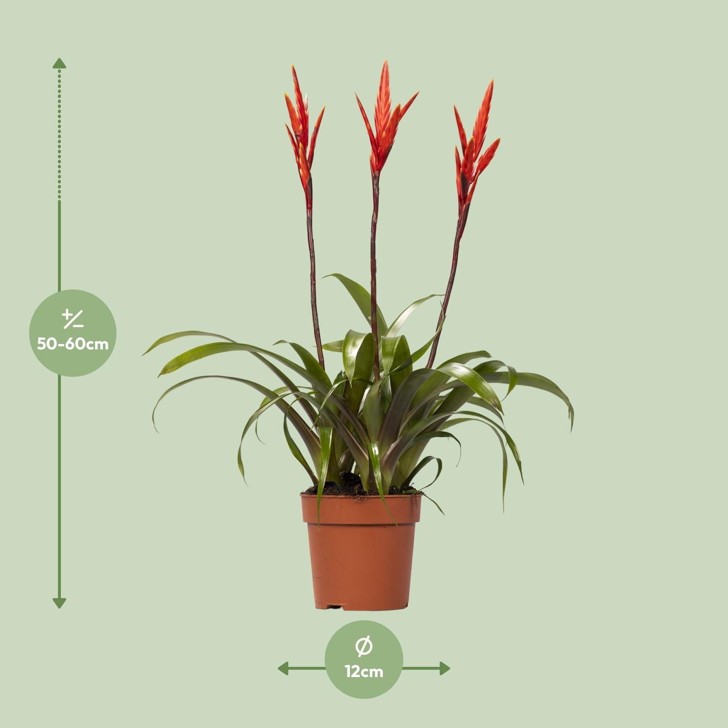 Vriesea Elan Toef – Die leuchtende Zimmerpflanze 🍍💖 - ES+