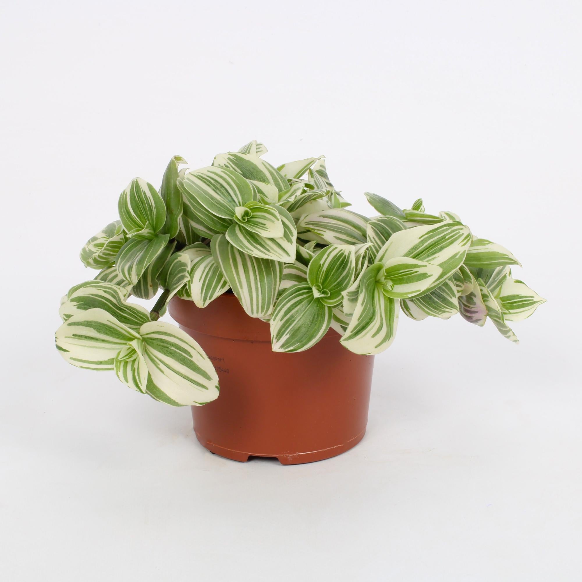 Tradescantia Albiflora 'White Beach' – Der weiß-grüne Wasserfall für Ihr Zuhause 🌊🤍 - ES+