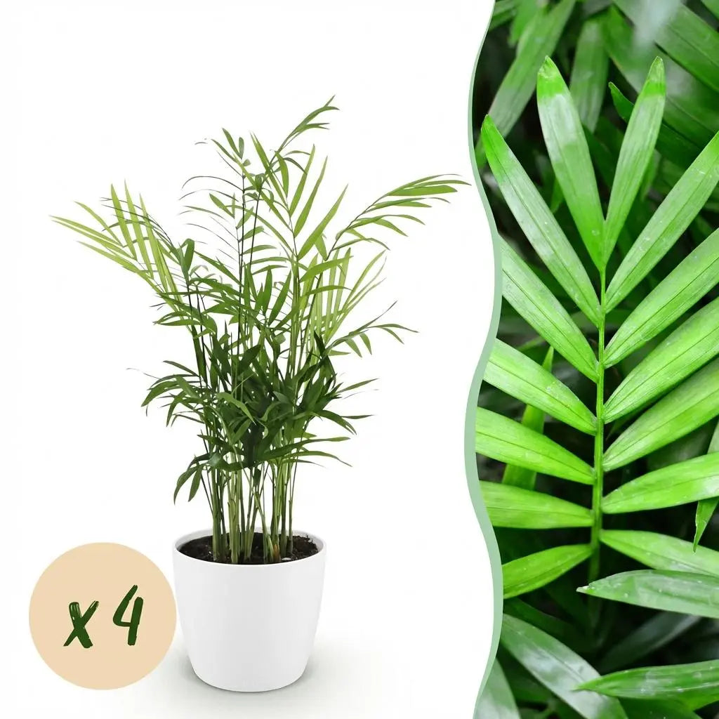 Mix (4er Set) – Haustierfreundliche Goldpalme im weißen Potter 🐾 - ES+ Everspring