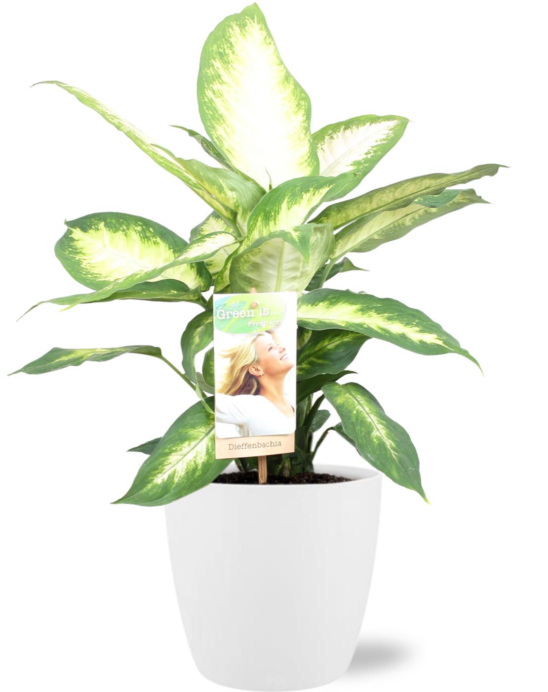 Dieffenbachia Camilla im Stil-Topf – Tropischer Blickfang & Pflegeleicht 🌿 - ES+