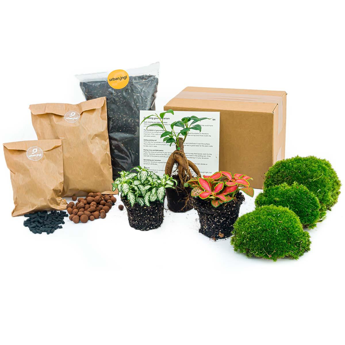 Neustart für Ihren Mini-Dschungel: Terrarium Nachfüll- & Starter-Set mit Ficus Ginseng Bonsai 🌱🎁 - ES+