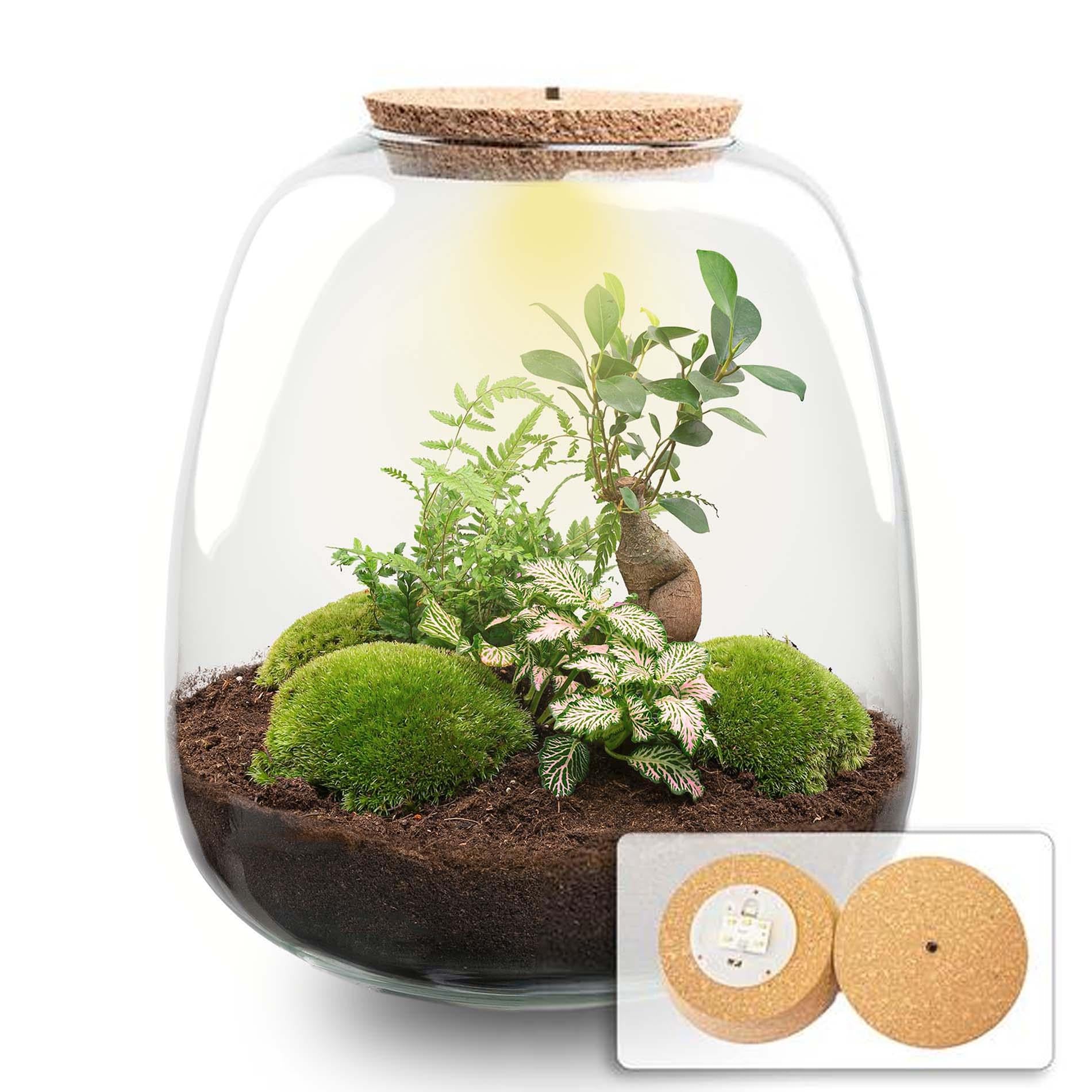 Pflanzen Terrarium DIY Kit 'Emma Bonsai Pink' – Dein autarkes Mini-Ökosystem mit LED-Licht 🌸💡 - ES+