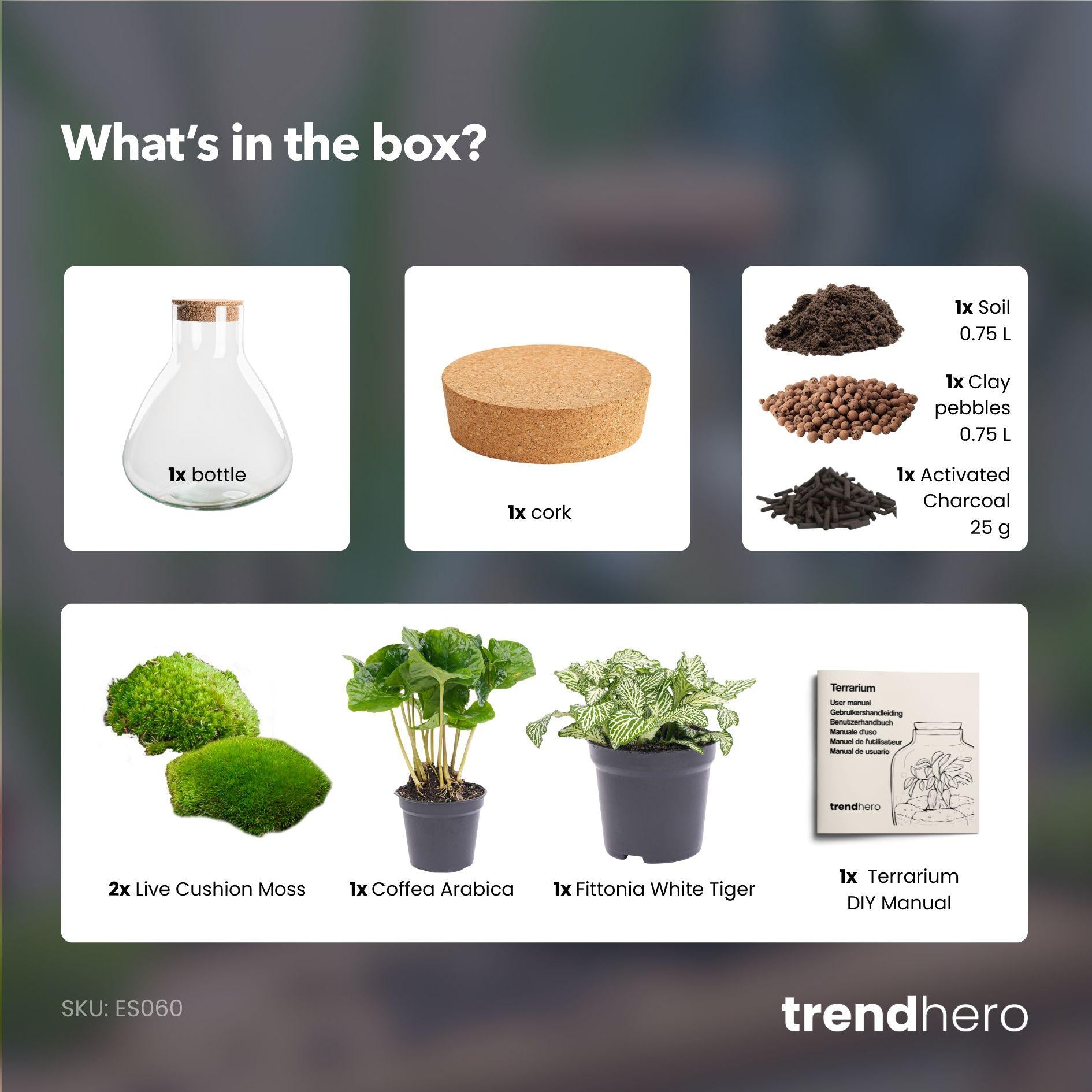 Grüne Ruhe im Glas: DIY Pflanzen-Terrarium Set „Sammie“ 🌿💚 - ES+