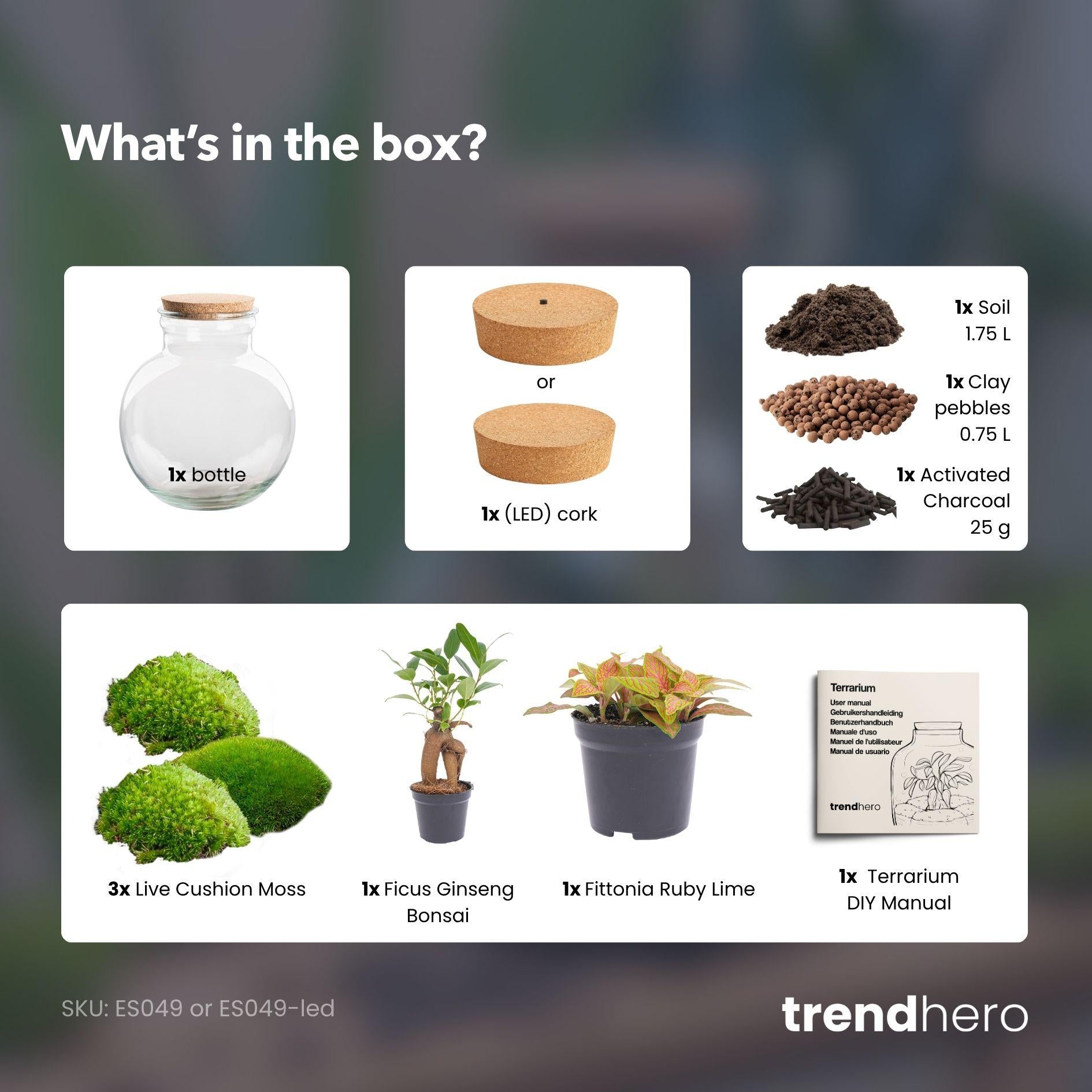 Ein Leuchtendes Mini-Ökosystem: DIY Flaschengarten-Set „Teddy Bonsai“ mit LED-Korken 💡🌿 - ES+