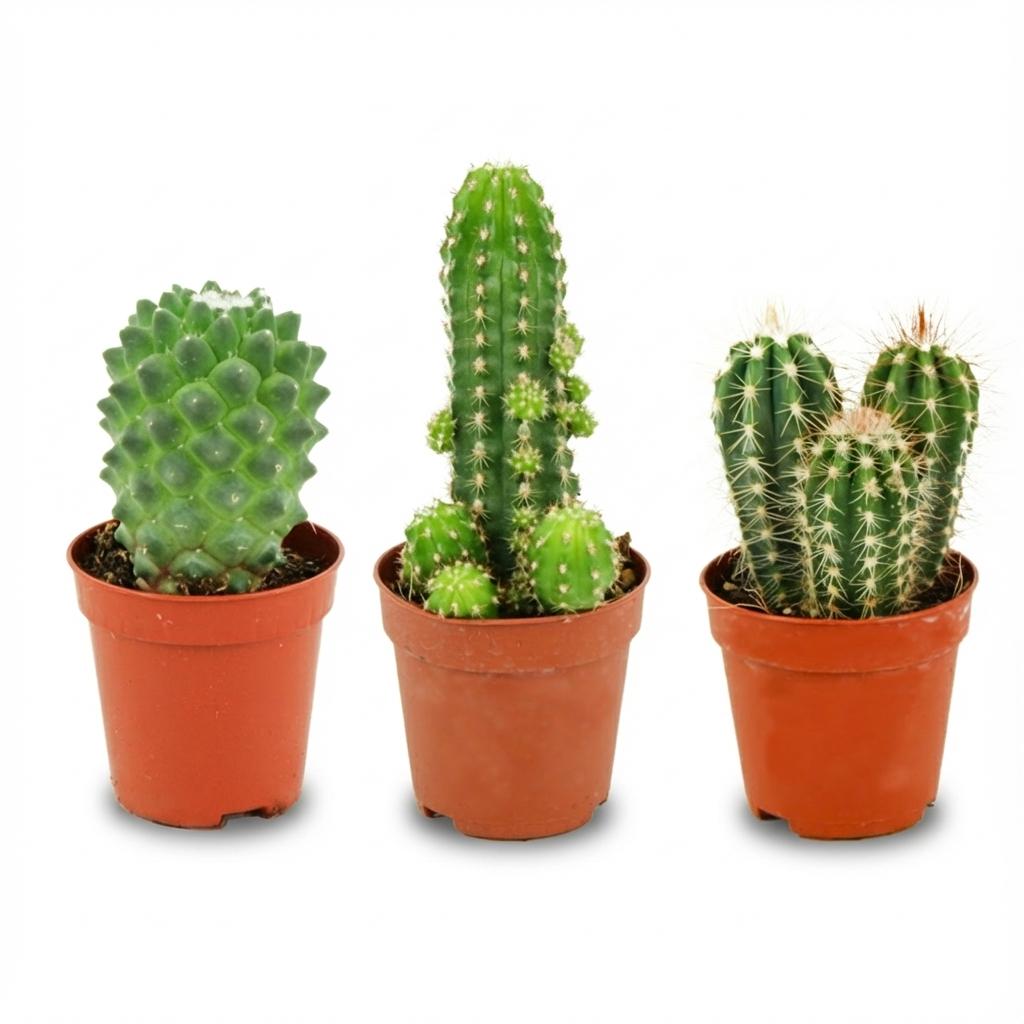 Pflegeleichtes Mini-Kakteen Set (3er-Pack) – Perfekt für Anfänger & Büro - ES+