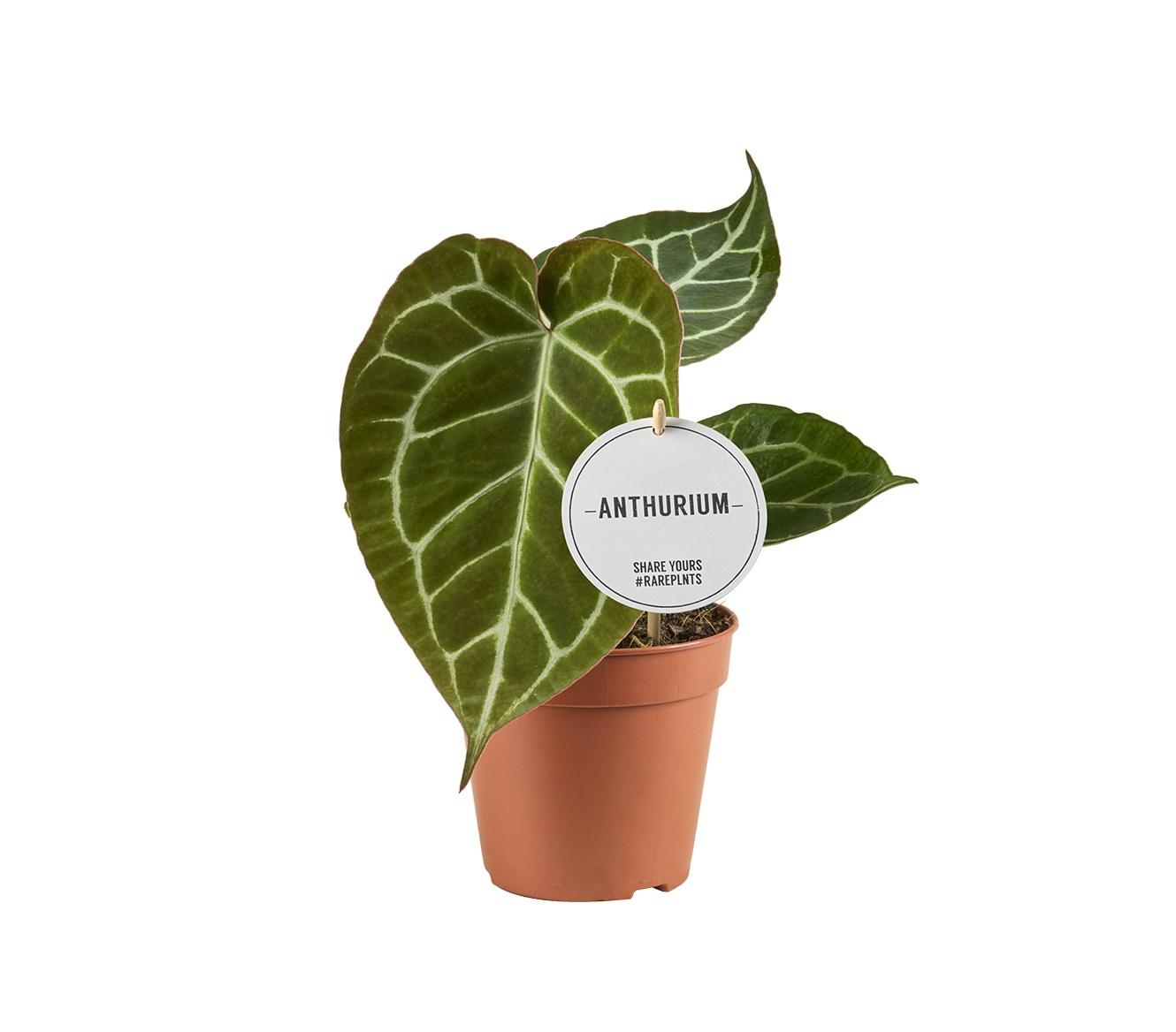 Anthurium Crystallinum – Samtiges Geisterblatt mit Kristall-Adern 💎🌿 (Ø12cm | ↕20cm) - ES+