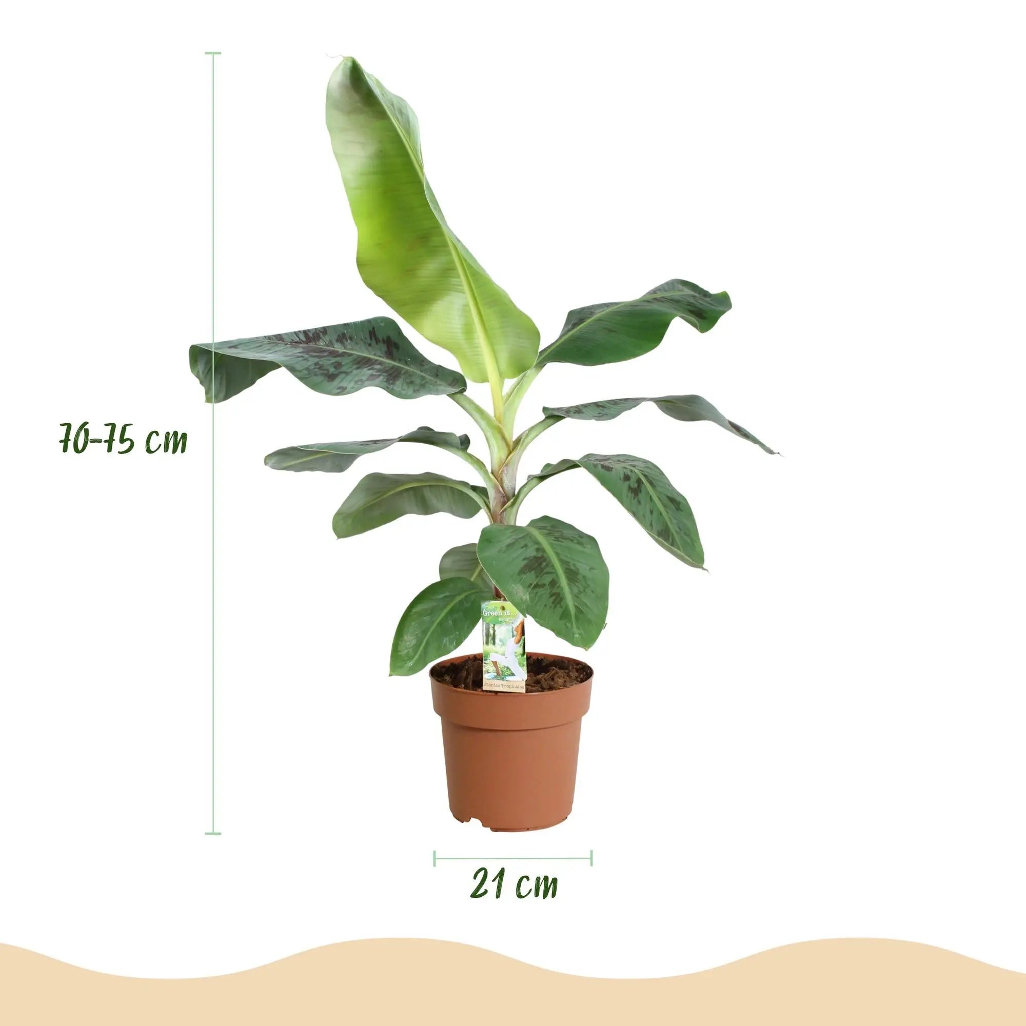 Green boutiQ | Zwerg-Bananenpflanze Musa acuminata Dwarf Cavendisch im Stil-Topf 🍌🌴 - ES+ Everspring