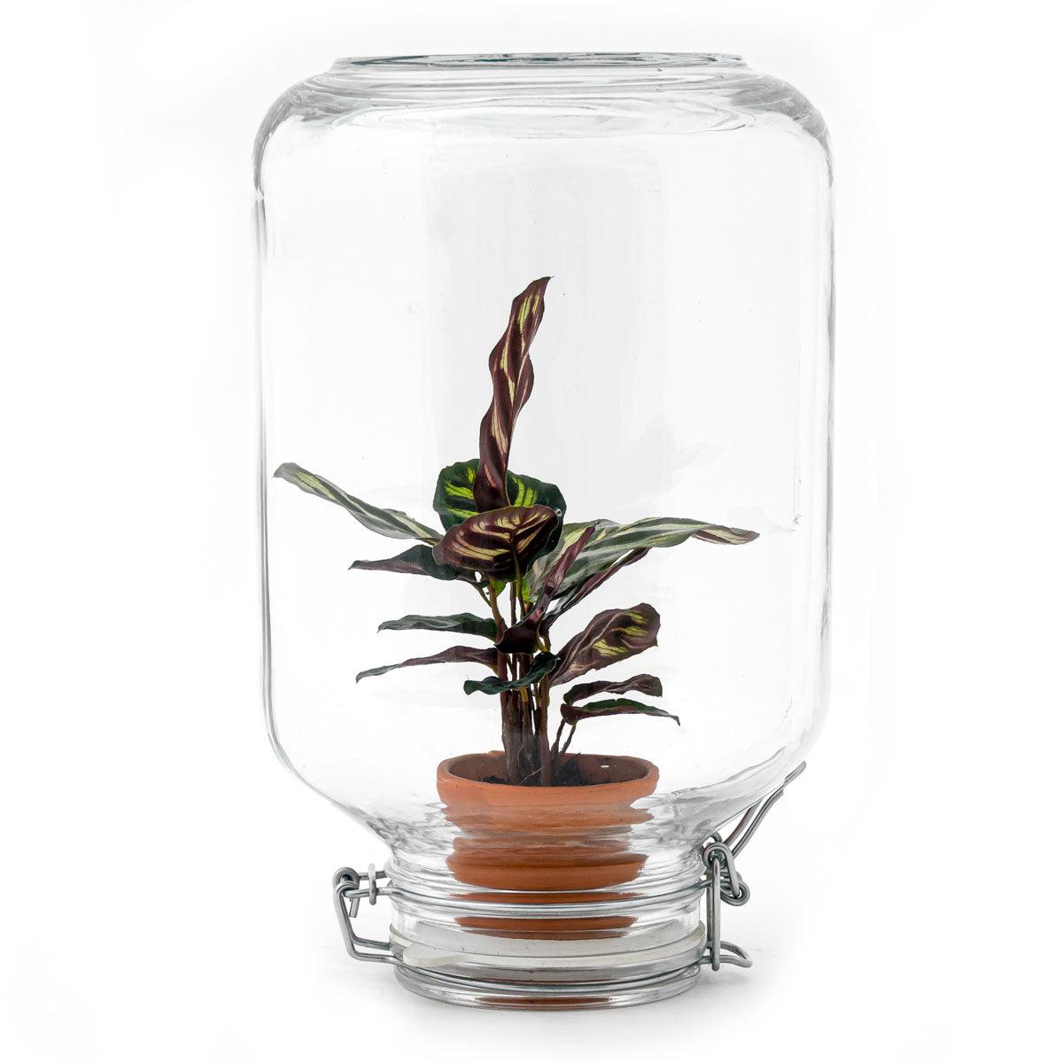 Easyplant Jar mit Calathea makoyana – Einmal gießen, ewig freuen! 💧🌿 - ES+