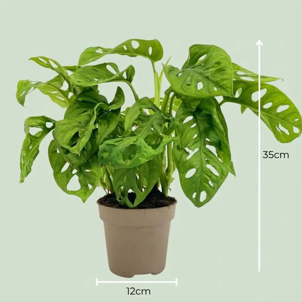 Monstera Adansonii 'Monkey Mask' – Der Trendsetter mit den Löchern 💚🐒 - ES+ Everspring