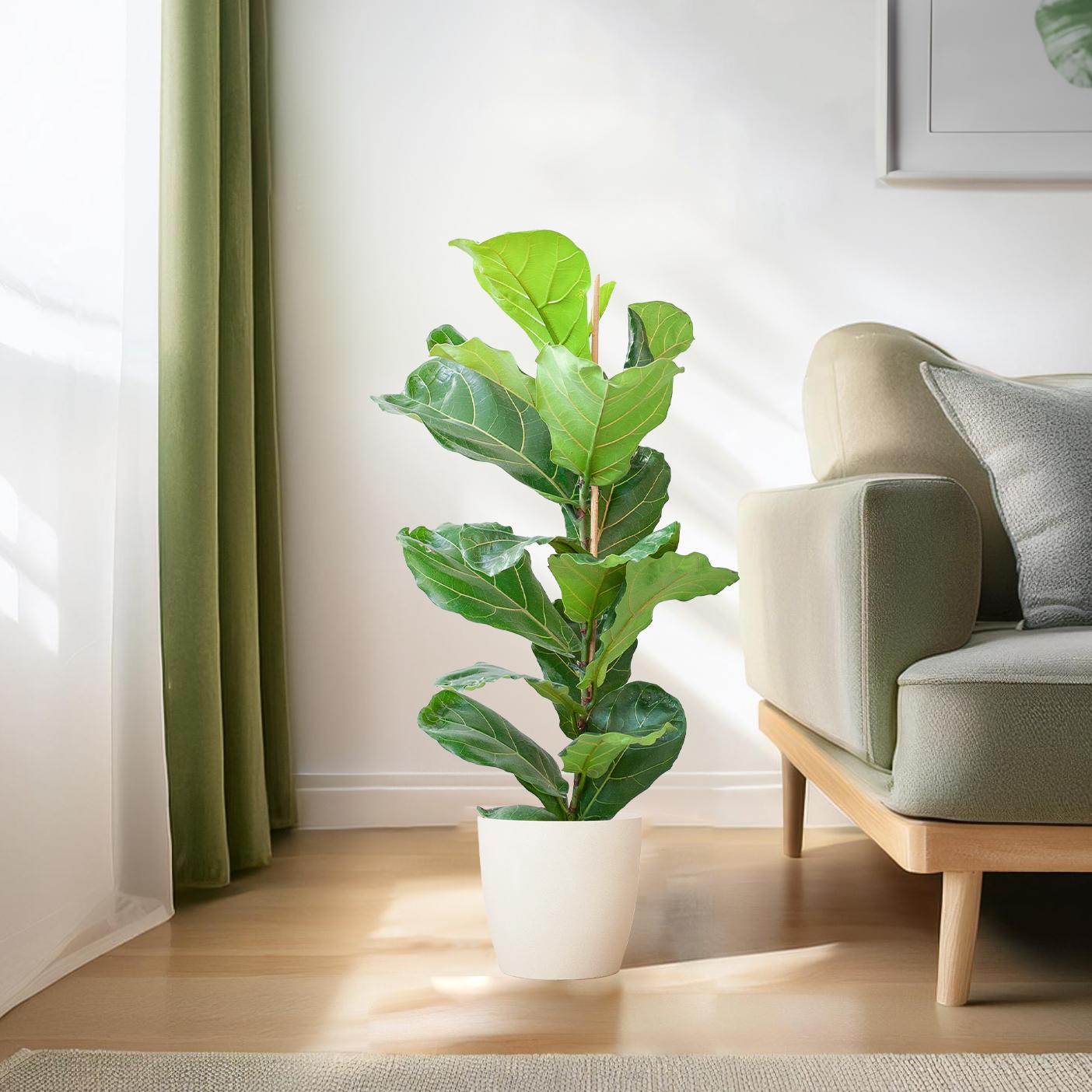 Ficus Lyrata (Geigenblattpflanze) im Potter Weiß – Eleganter Blickfang & Luftreiniger 🌿 - ES+