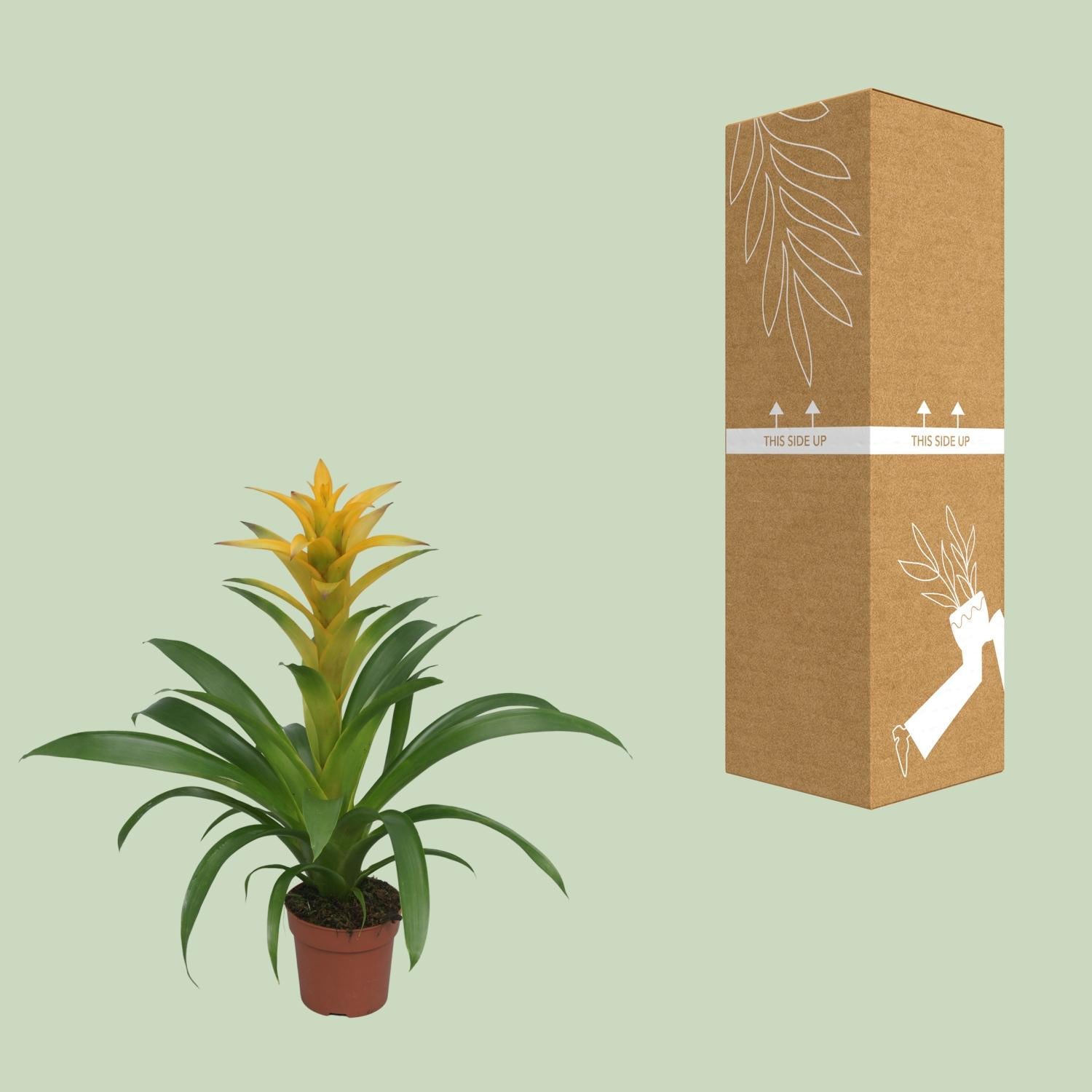 Tropisches Feuerwerk: Guzmania 'Desire' – Die pflegeleichte Bromelie 🔥🍍 - ES+