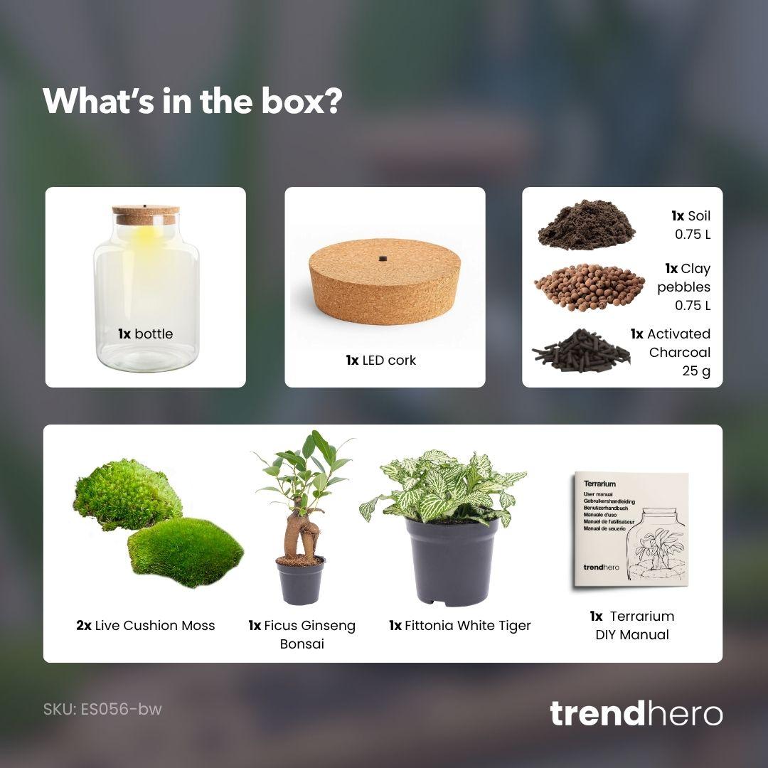 DIY Pflanzen-Terrarium Set mit LED-Licht | Little Milky Bonsai – Sorgenfreies Grün im Glas 🌿💡 - ES+