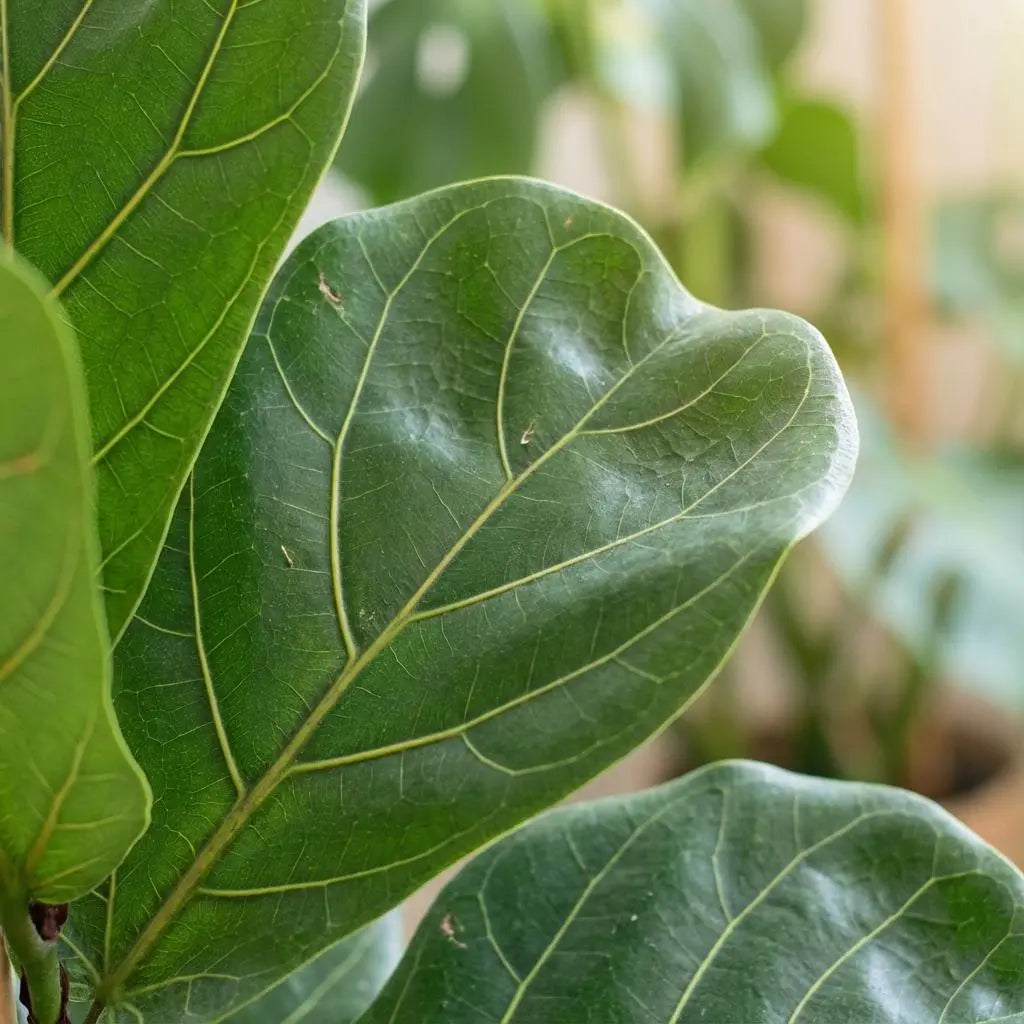 Ficus Lyrata (Geigenblattpflanze) im Bio-Design-Topf – 80 cm 🌿🎶 - ES+ Everspring