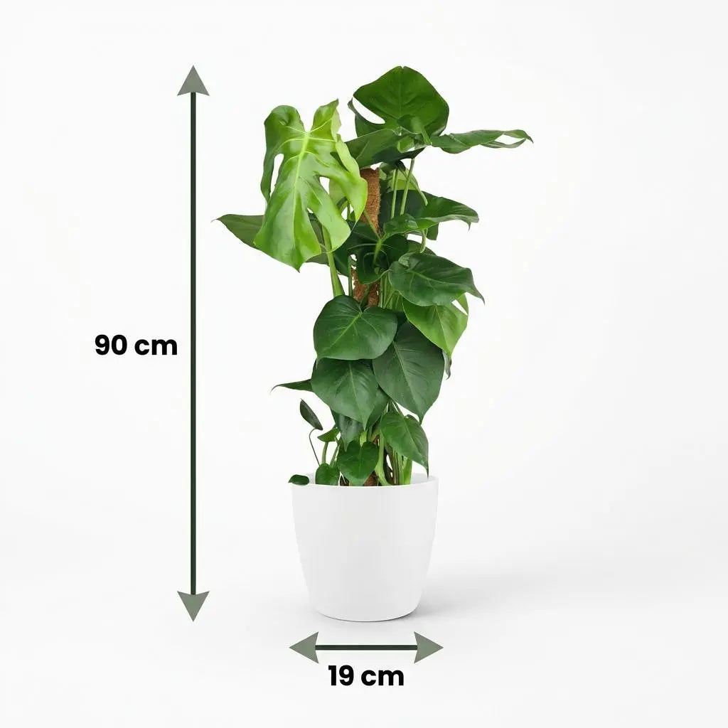 Green boutiQ | Fensterblatt Monstera Deliciosa am Moosstab – 90cm Höhe im Weißen Topf 🌿✨ - ES+ Everspring