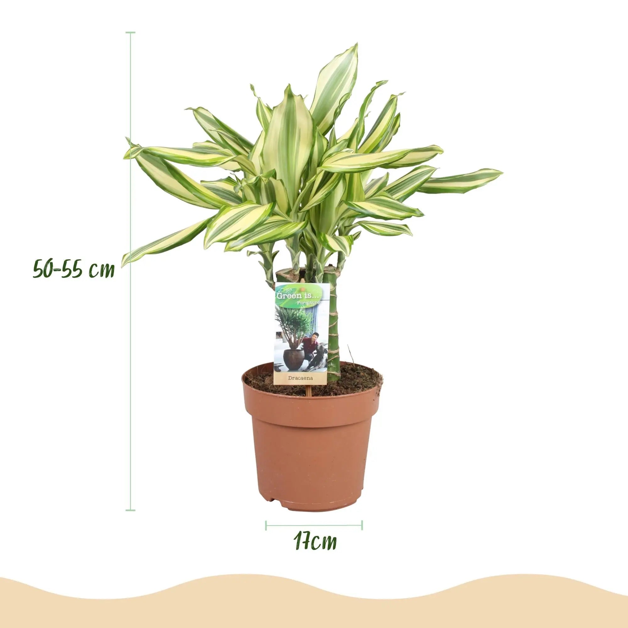 Dracaena fragrans 'Diamond Dream' – Der strahlende Drachenbaum ✨💎 - ES+ Everspring