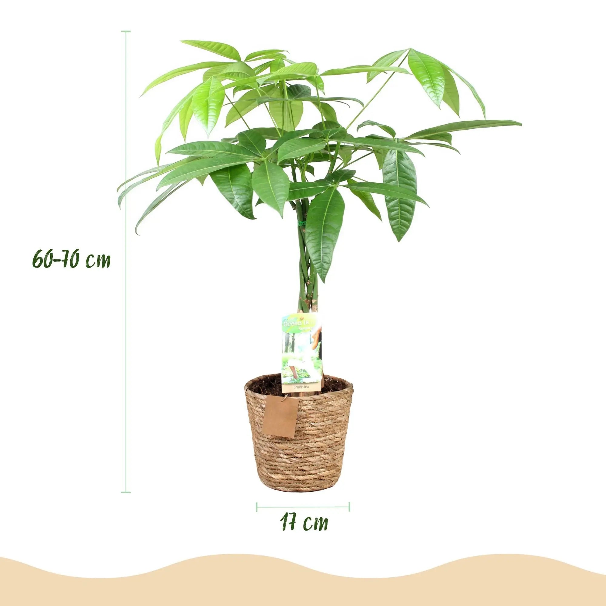 Green boutiQ | Pachira Aquatica (Geldbaum) im Style-Korb – Geflochtener Stamm & Wenig Pflege 💰🌿 - ES+ Everspring