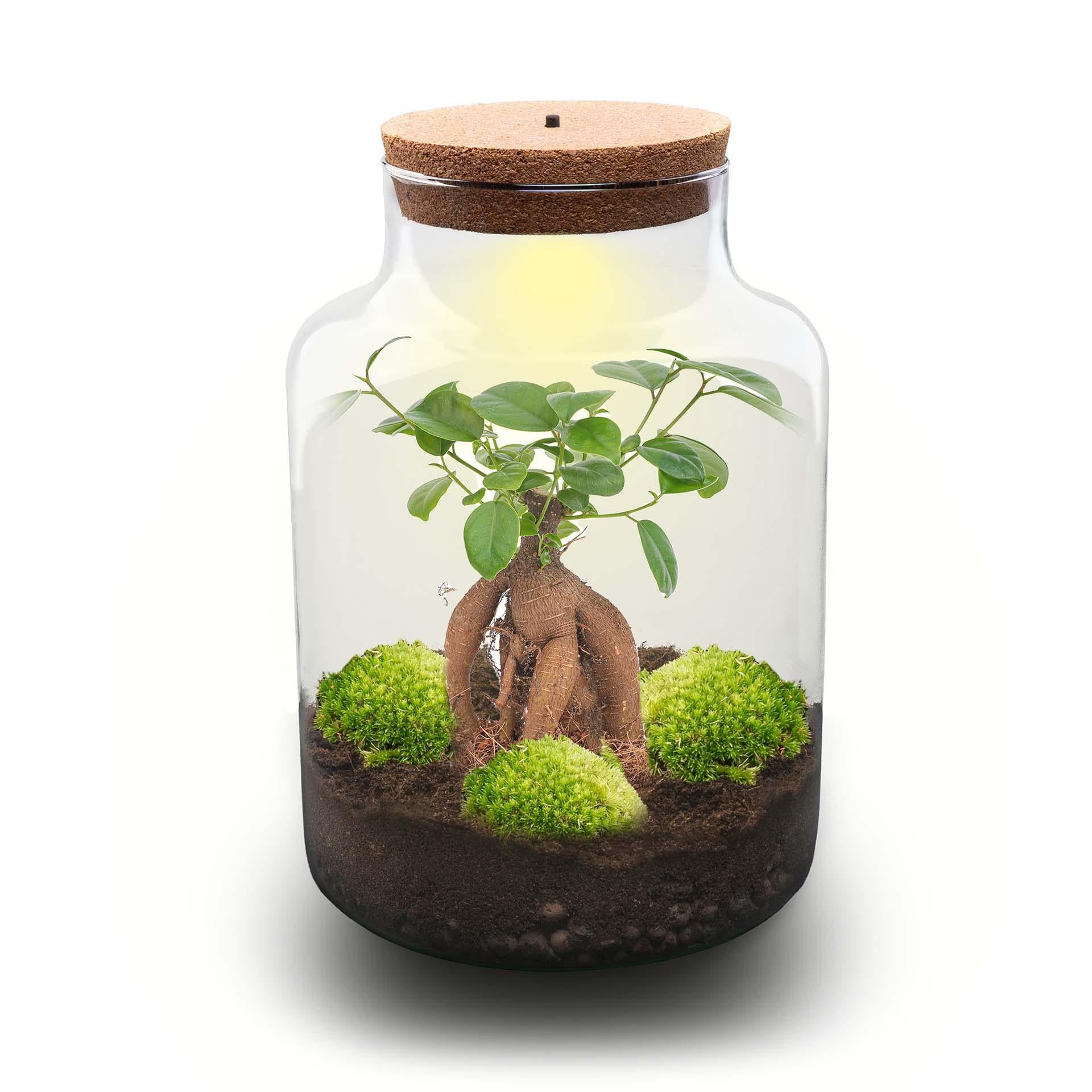 Flaschengarten DIY Set 'Milky Bonsai' – Dein autarkes Mini-Ökosystem ohne Gießen  🌳🥛 - ES+