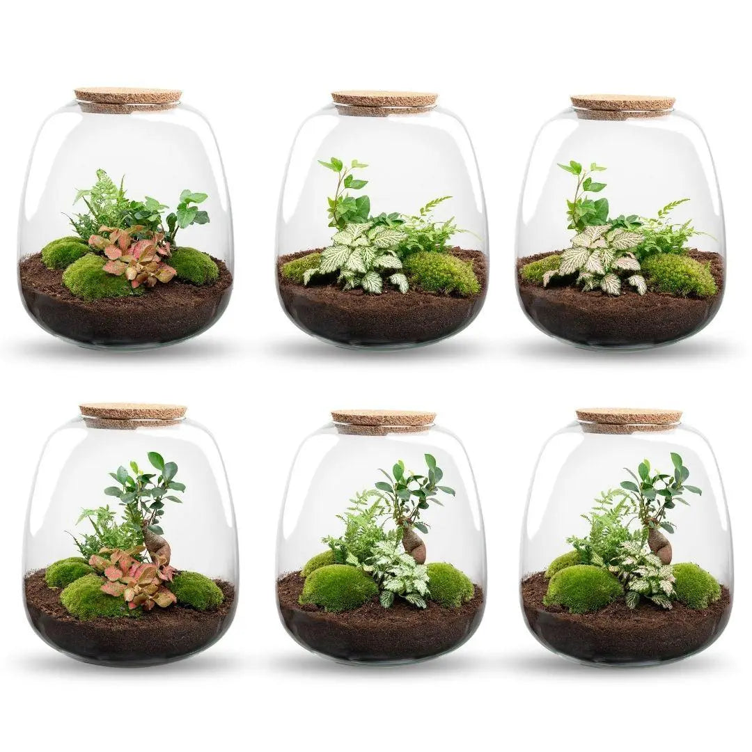 DIY Pflanzen-Terrarium Set "Emma" mit LED – Pflegeleichtes Mini-Ökosystem 🌿💡 - ES+ Everspring