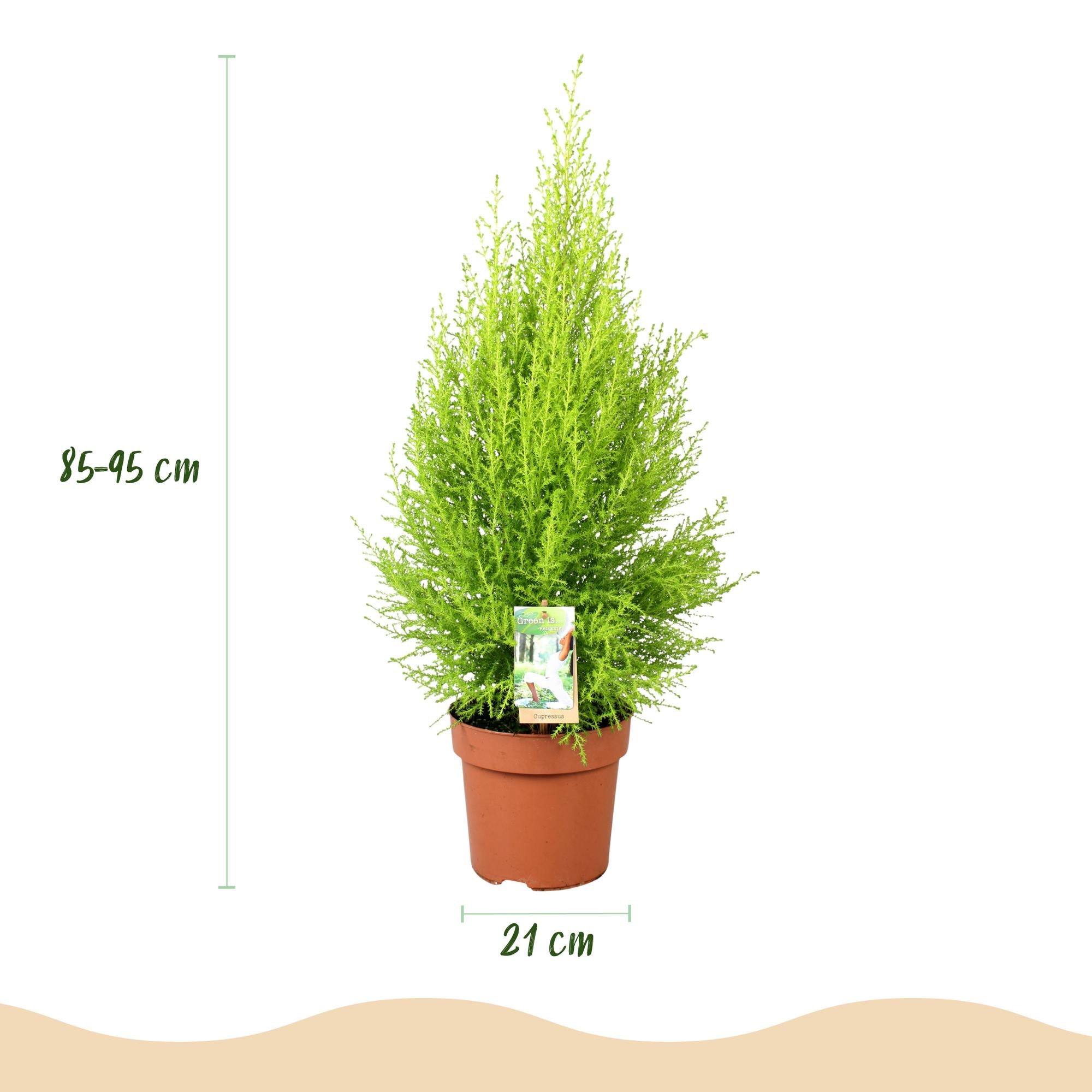 Green boutiQ | Zimmerkonifere Cupressus Gold Crest Wilma im Weißen Topf – Eleganz & Wenig Pflege 🌲 - ES+